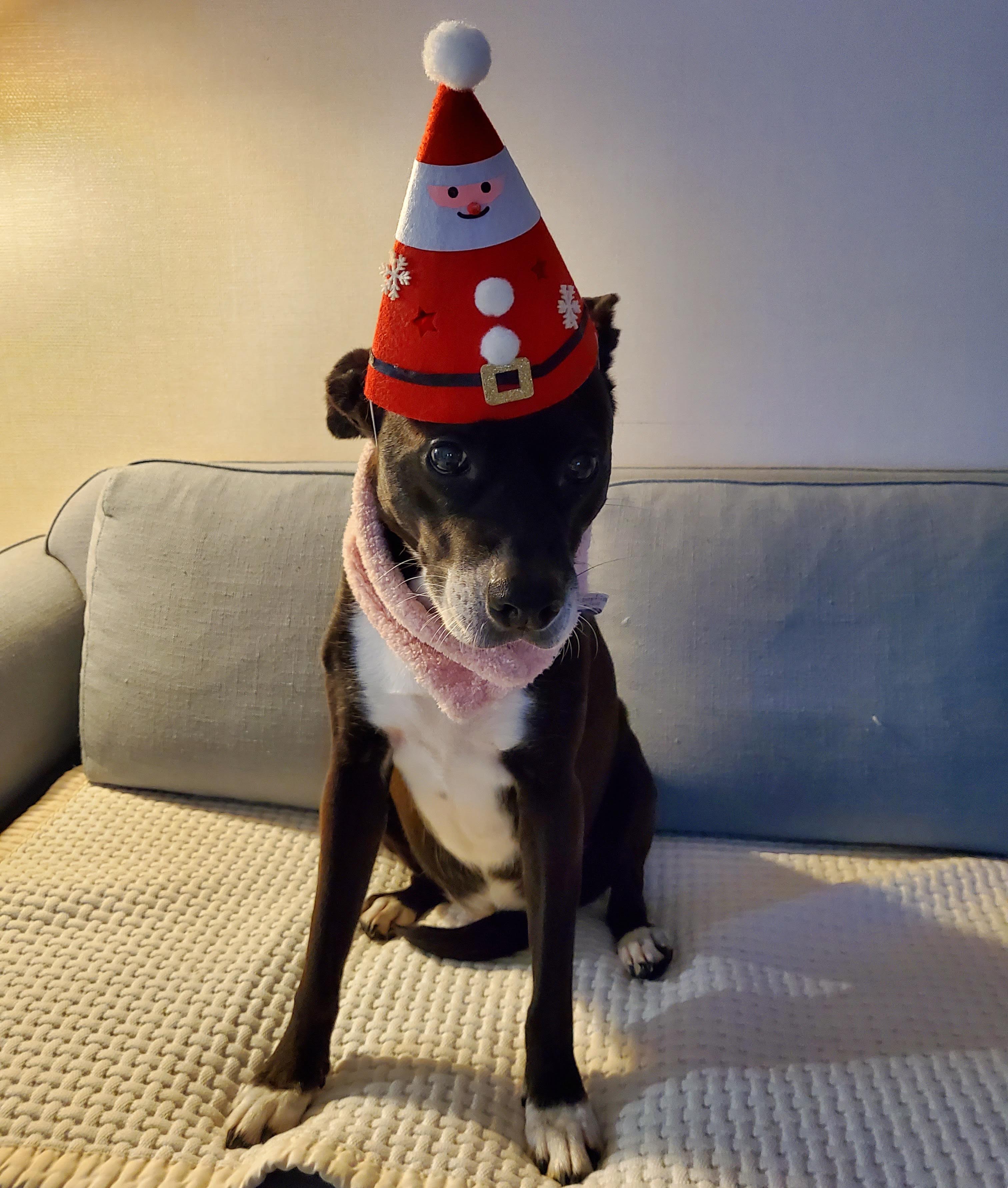 딩동이는 벌써 8살이에요.