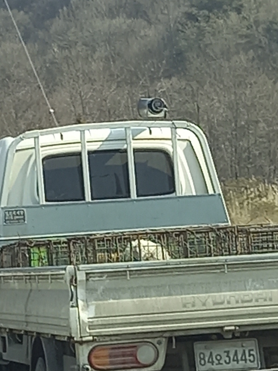 어디론가 팔려가는 강아지 구할 수 있을까요