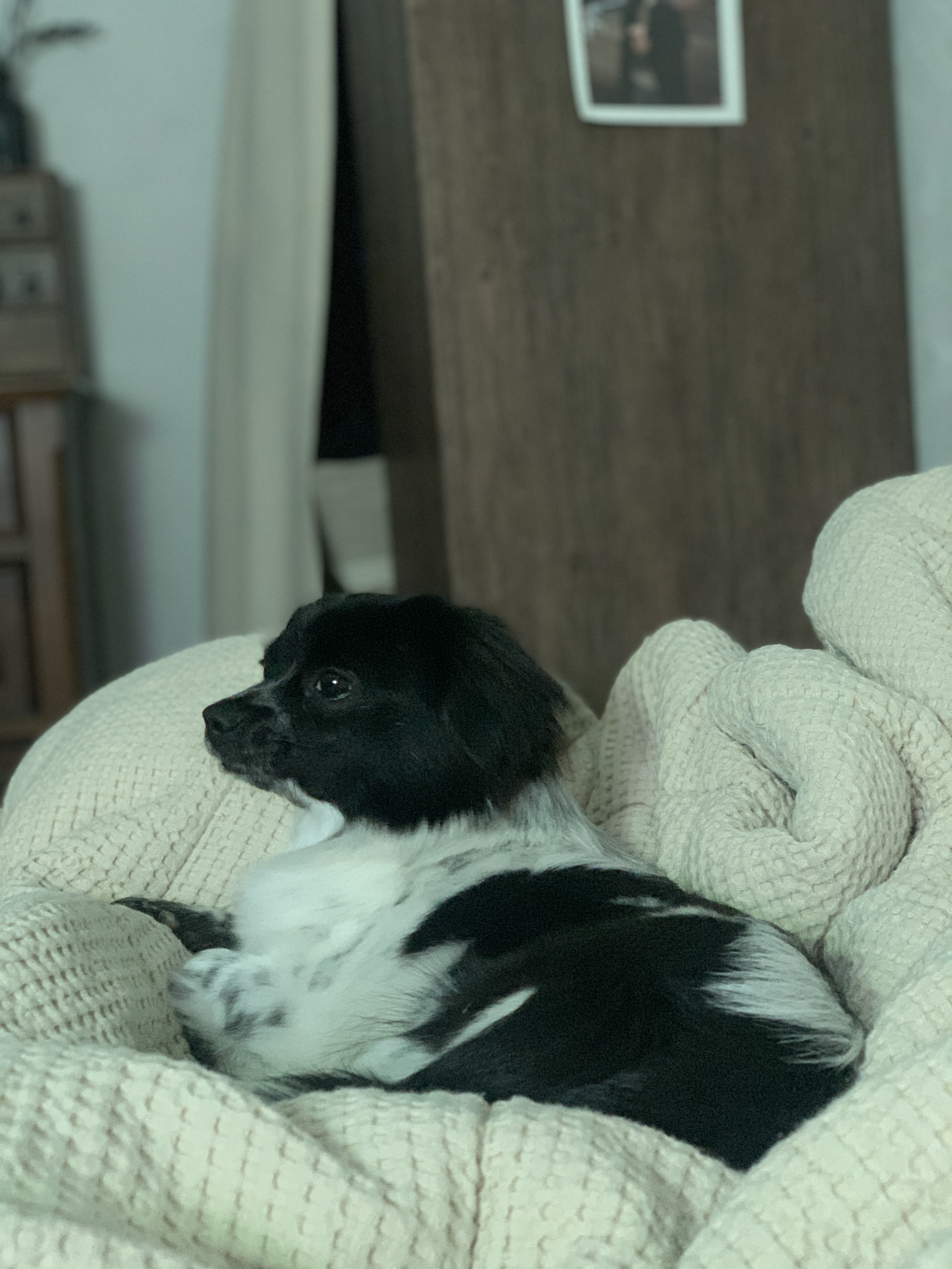 오이(오야) 입양 1주일차
