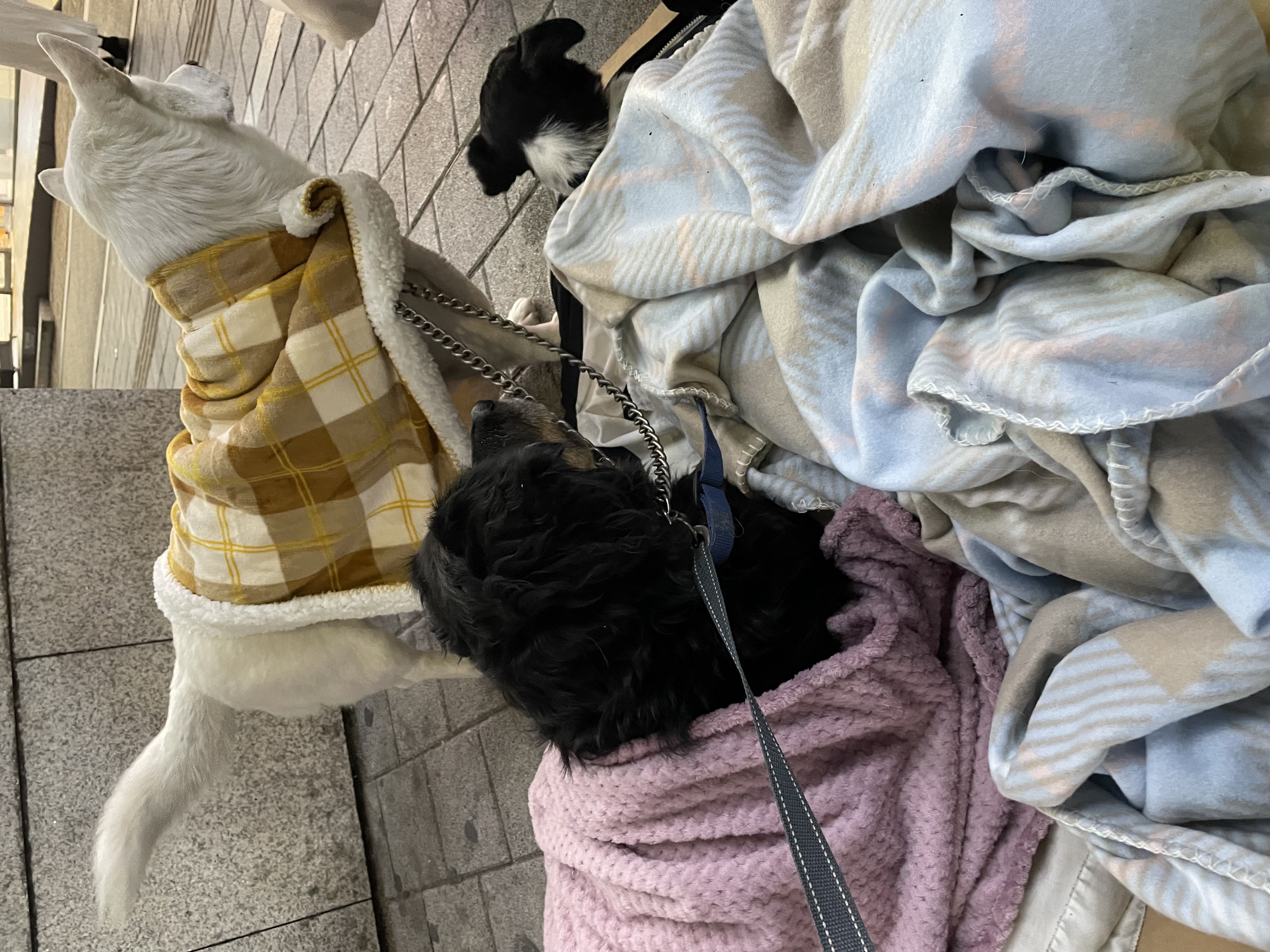 강아지 방치