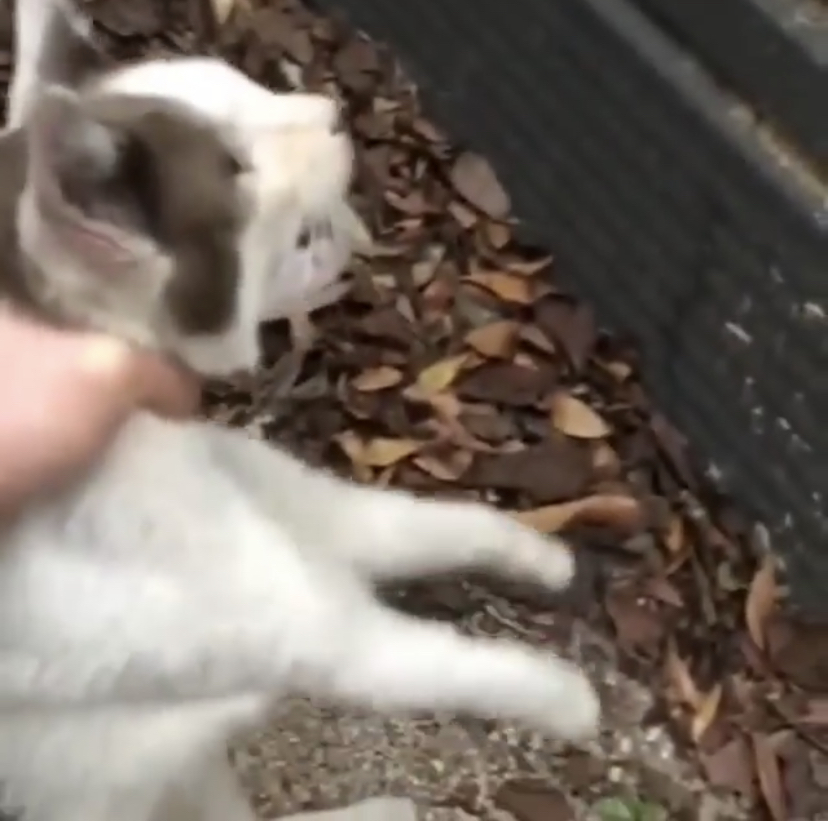 옾챗방에 고양이 살해 영상
