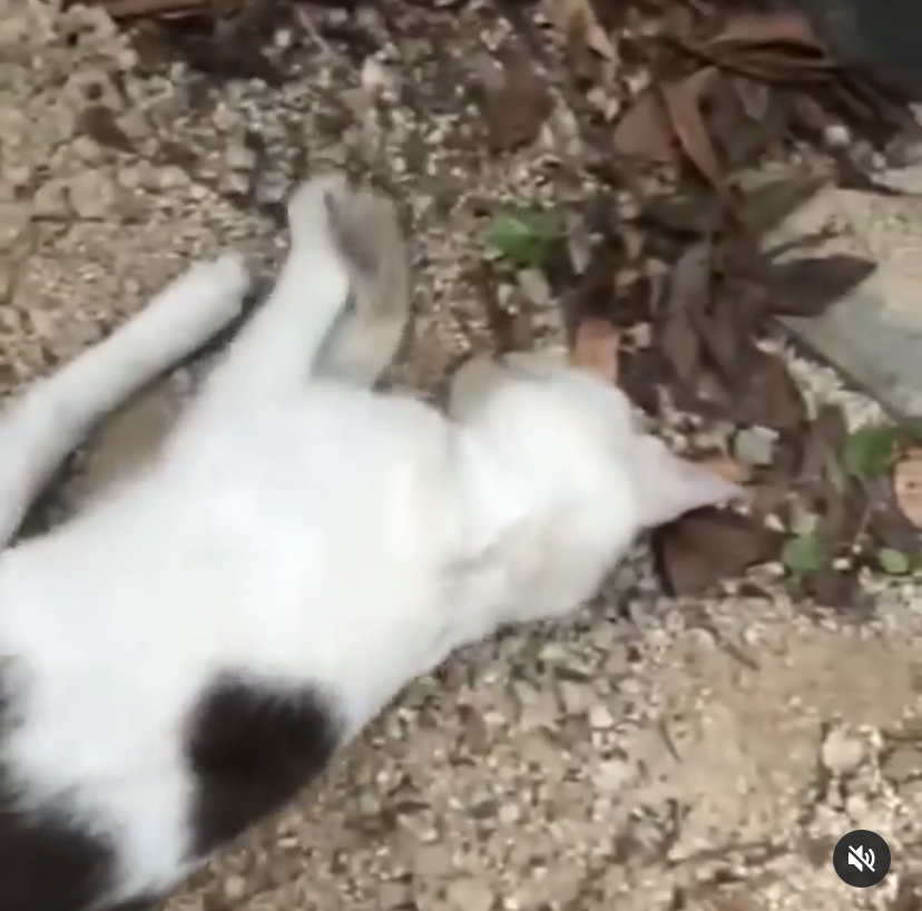옾챗방에 고양이 살해 영상
