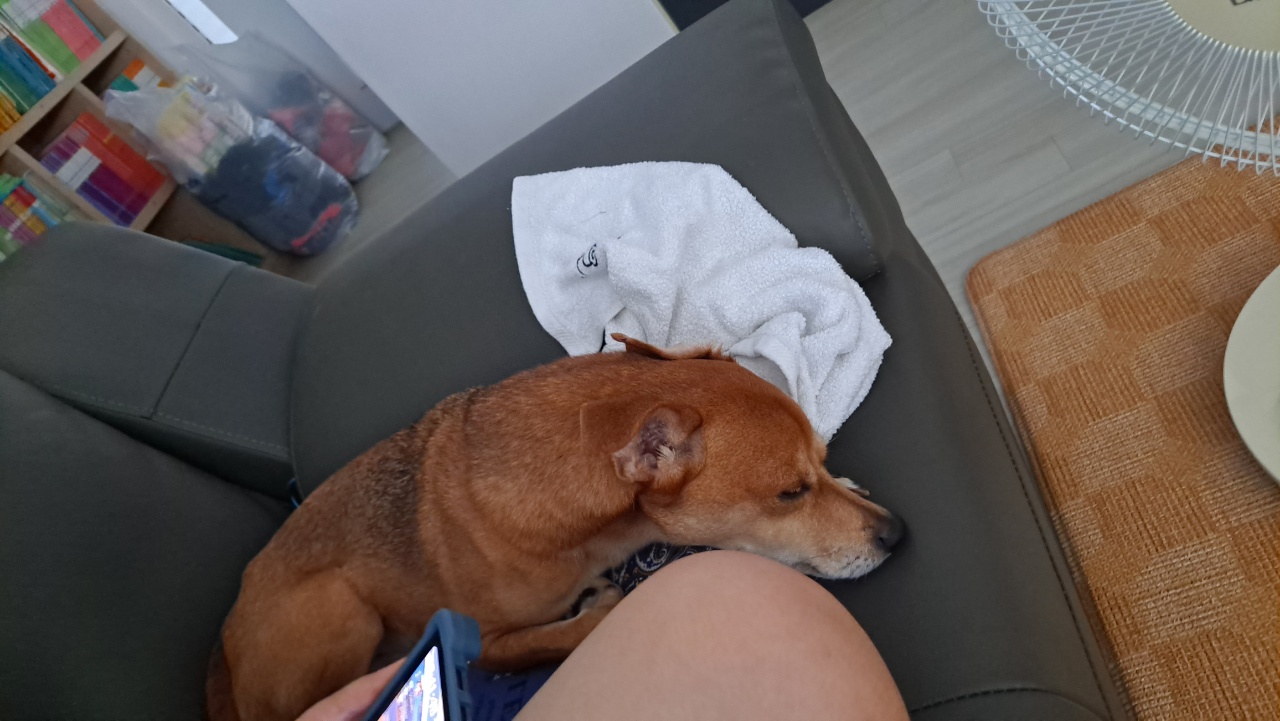 다온이 소식입니다^^