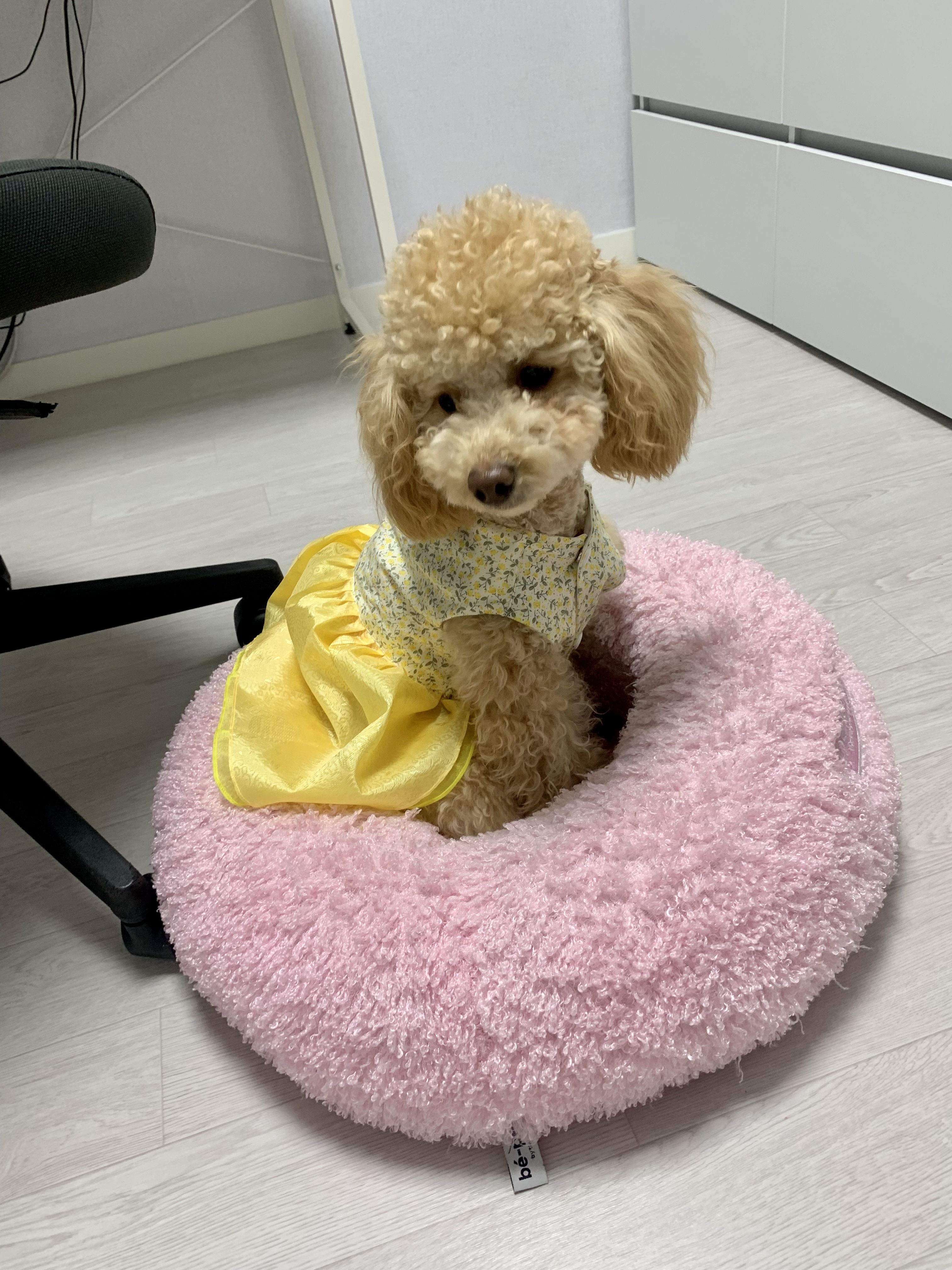 초이는 나날이 이뻐지는 중~!!(곤지암 해삼)