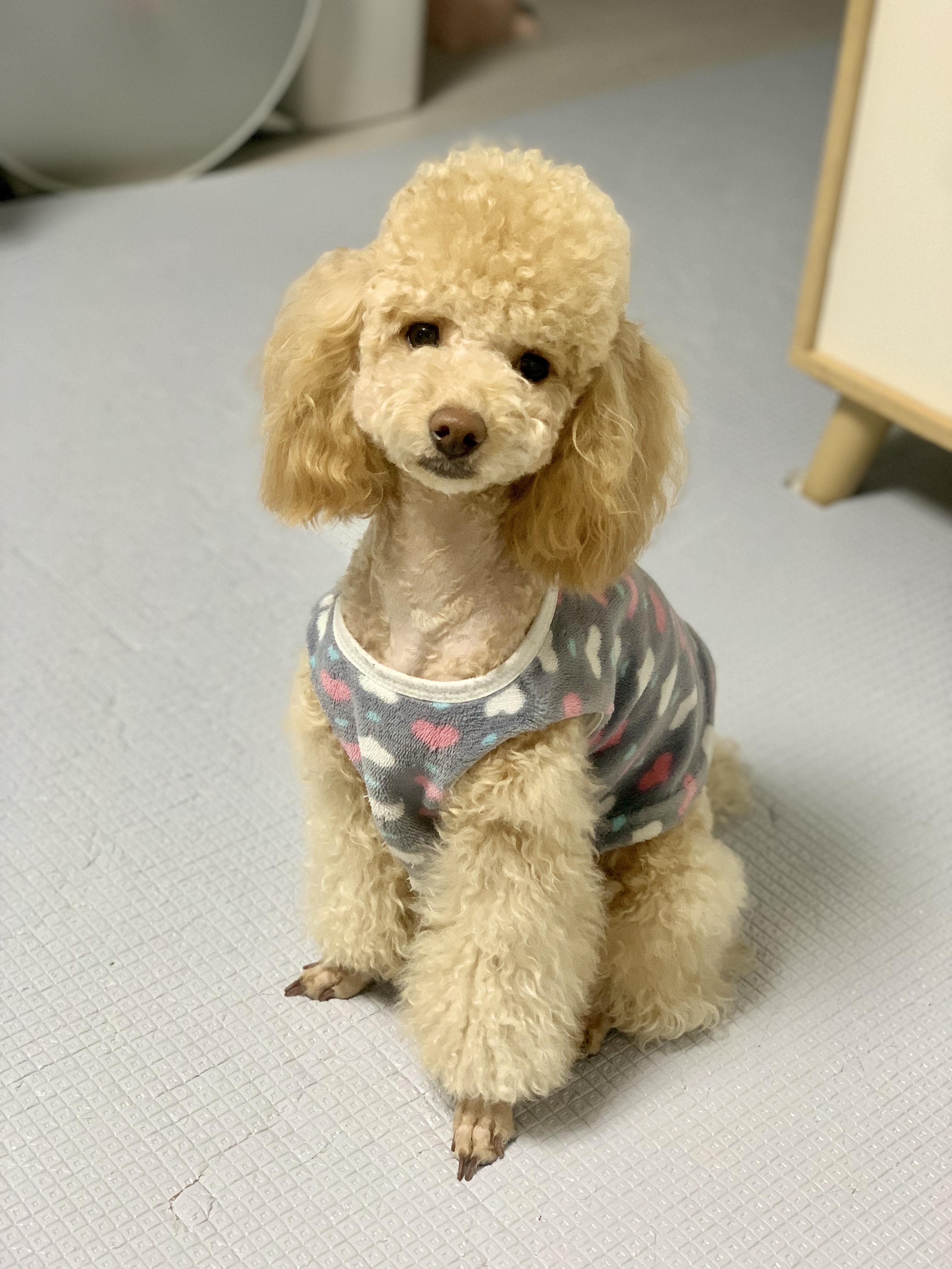 초이는 나날이 이뻐지는 중~!!(곤지암 해삼)