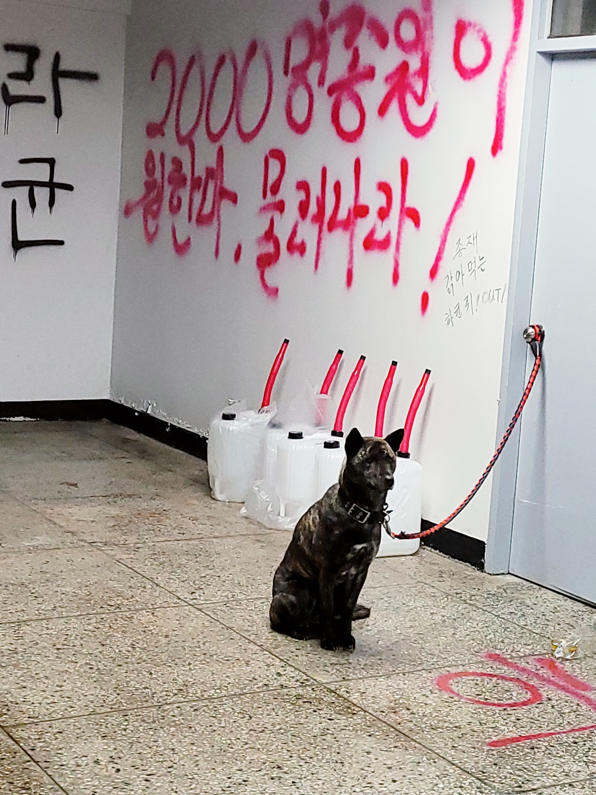 절대 개를 키워선 안 되는 사람에게서 개를 분리해주세요! 