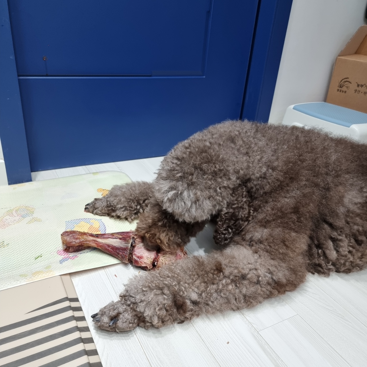 테라와 함께한지 37일째~