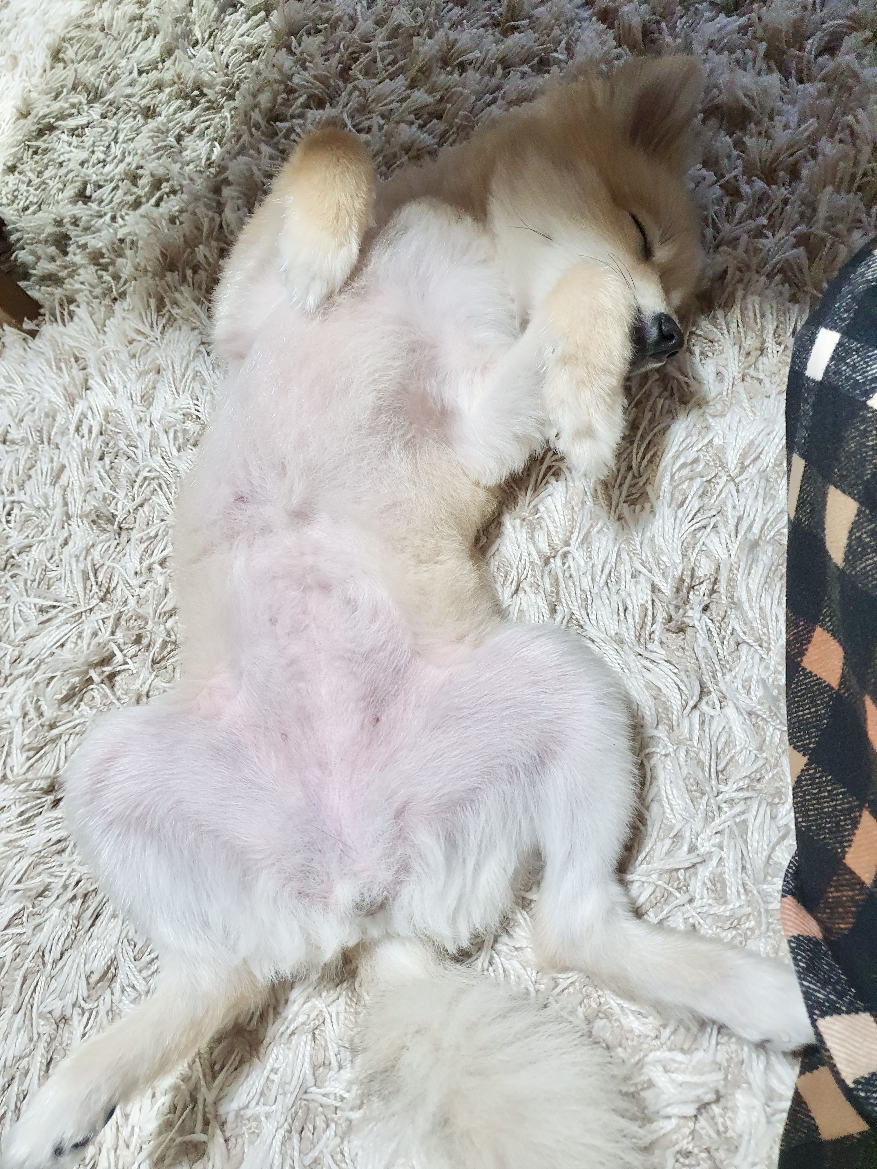 복실이(곤지암106-그이) 입양 1년 후기