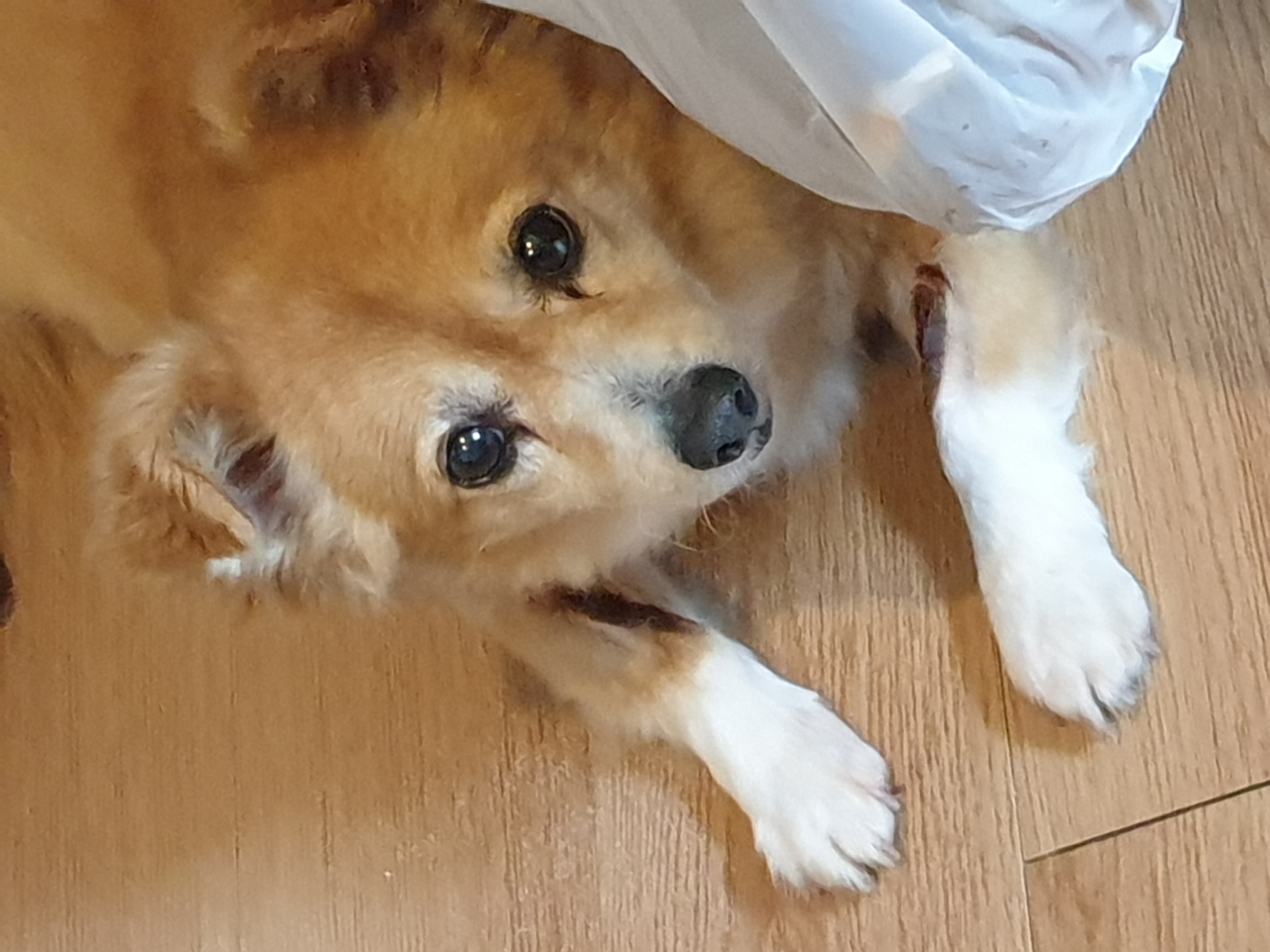 입양5년차