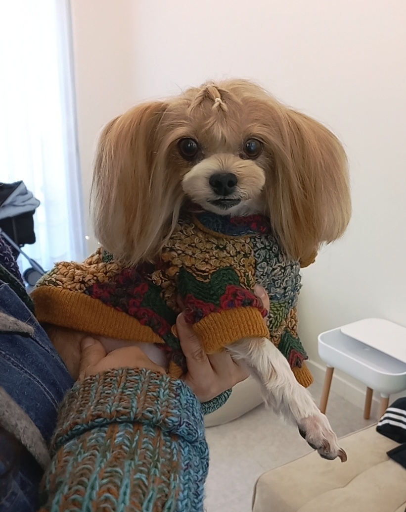 요조 입양 3주년