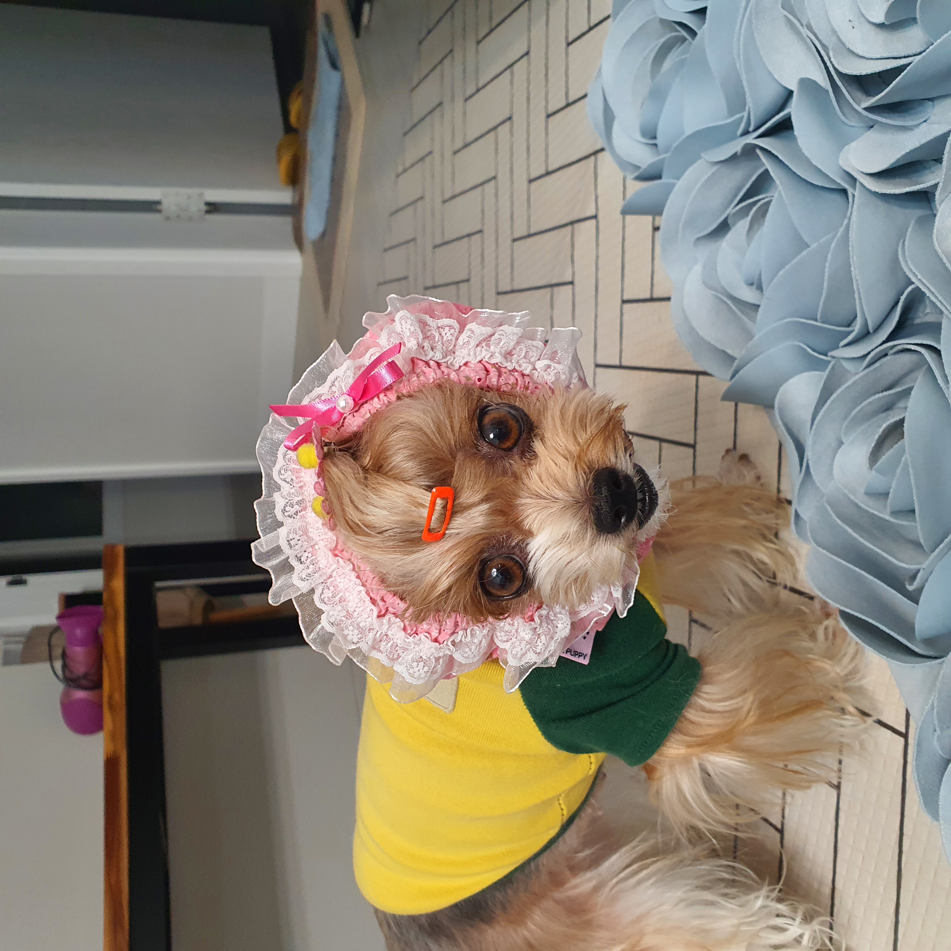 요조 입양 3주년