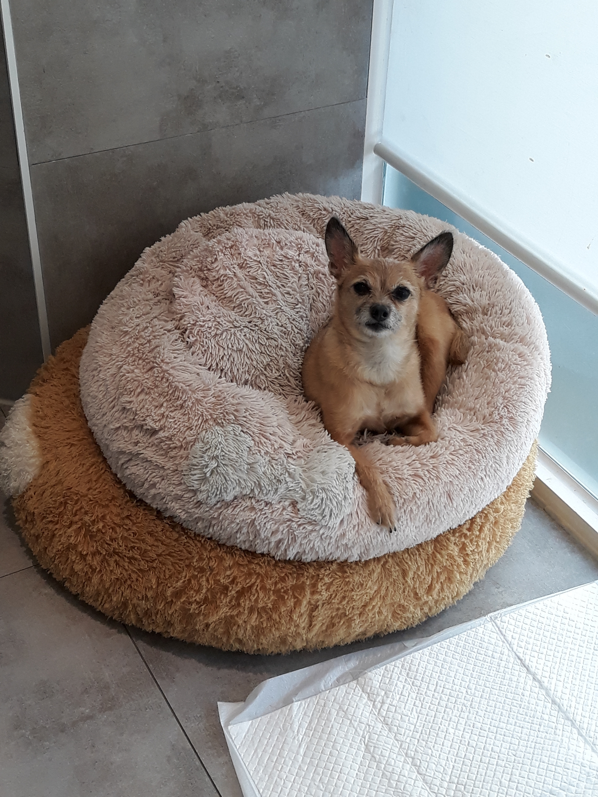 우리집에서 11년~~아롬이