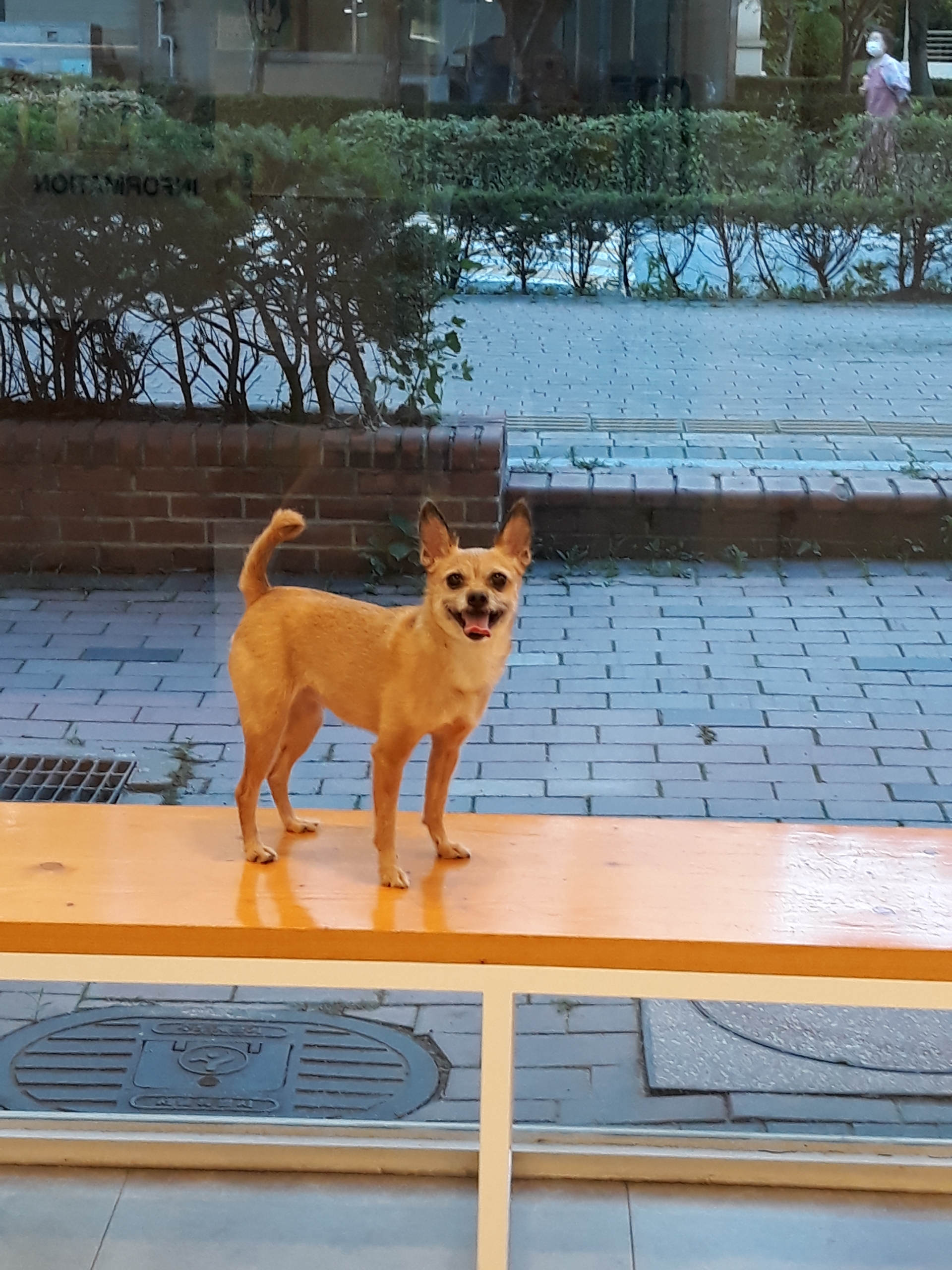 우리집에서 11년~~아롬이