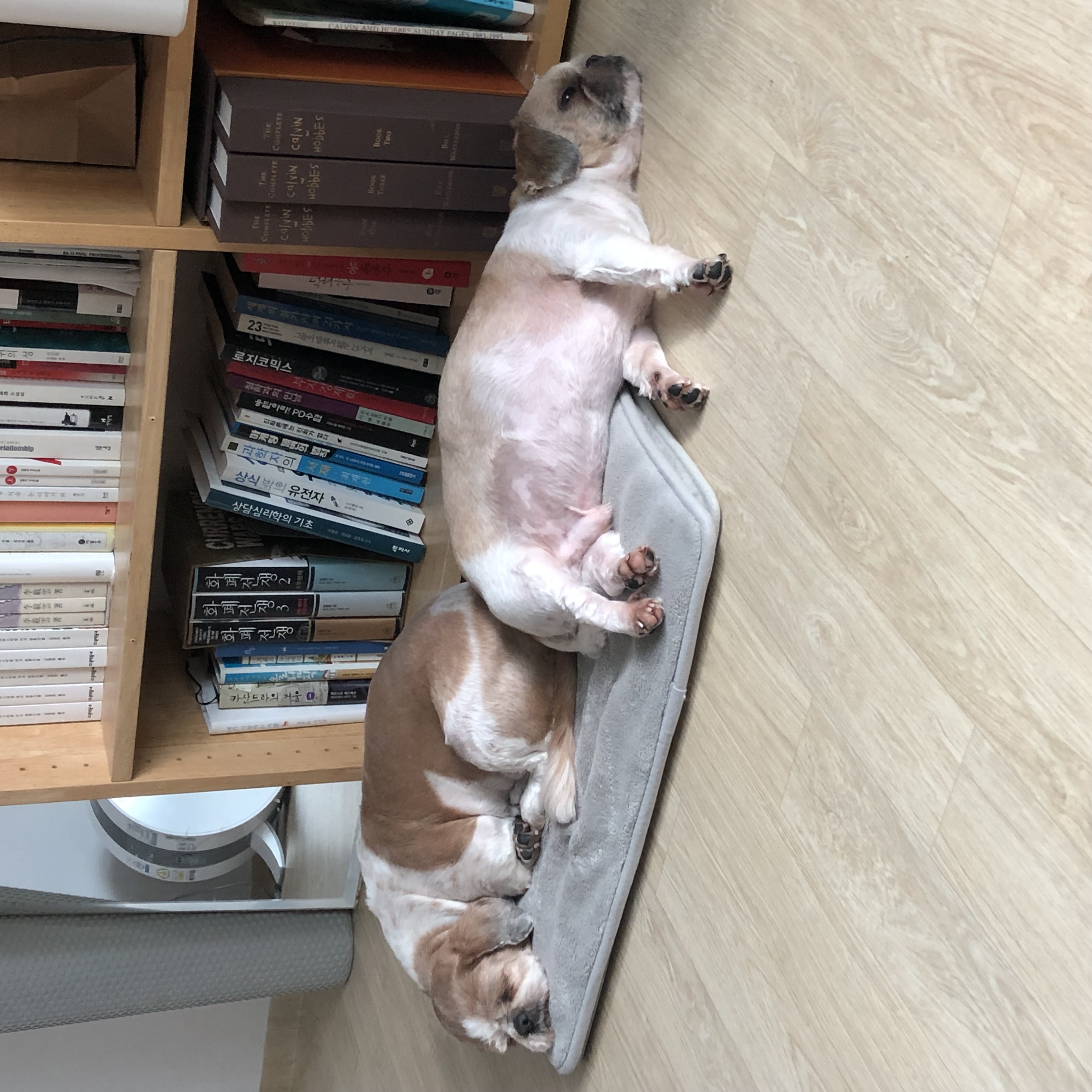 영천 번식장 탱구 탱자 2년 입양후기
