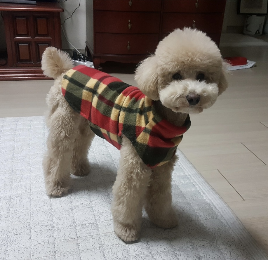 도담이(곤지암 푸삼) 입양 1년차 후기