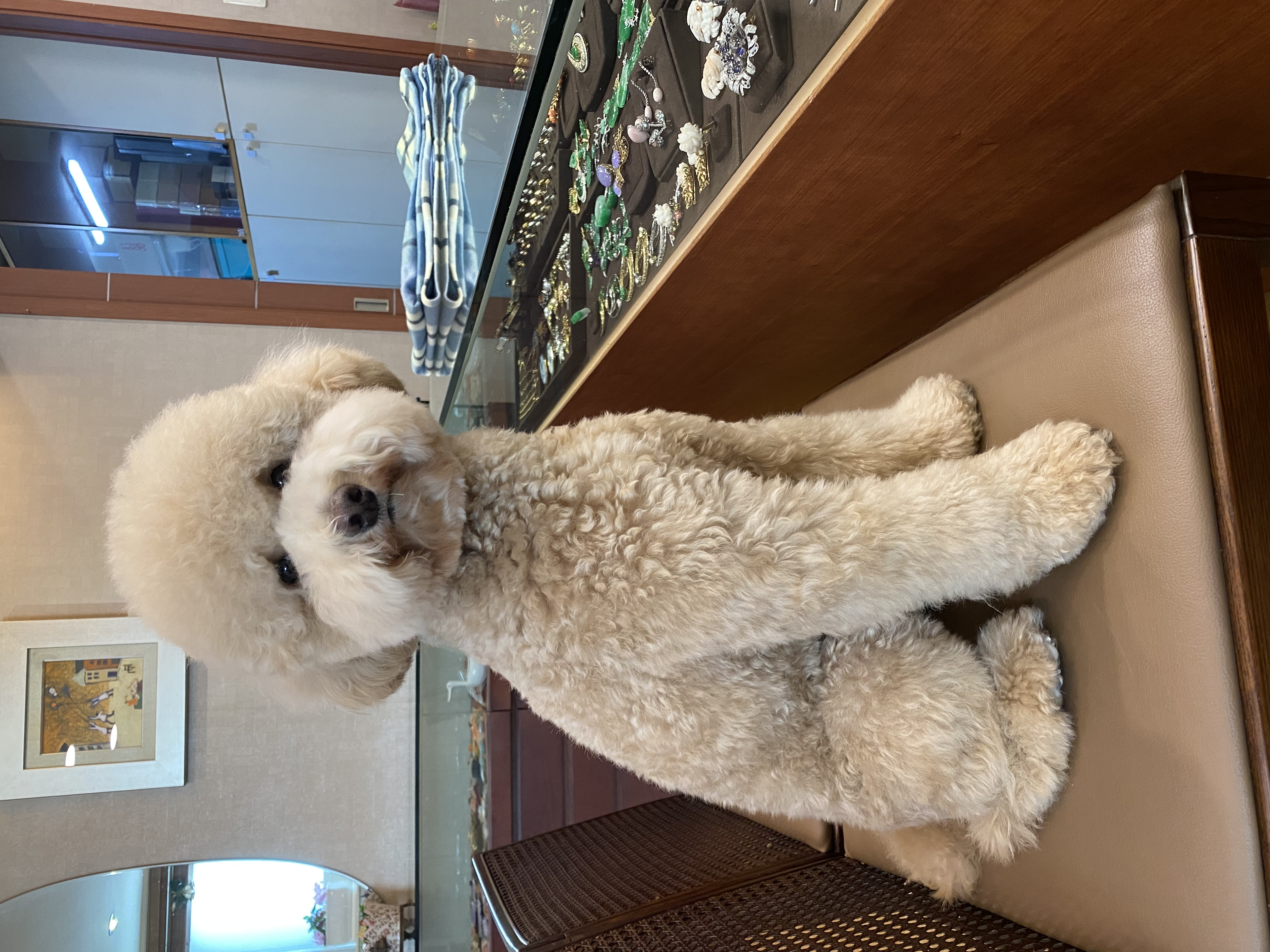 도담이(곤지암 푸삼) 입양 1년차 후기