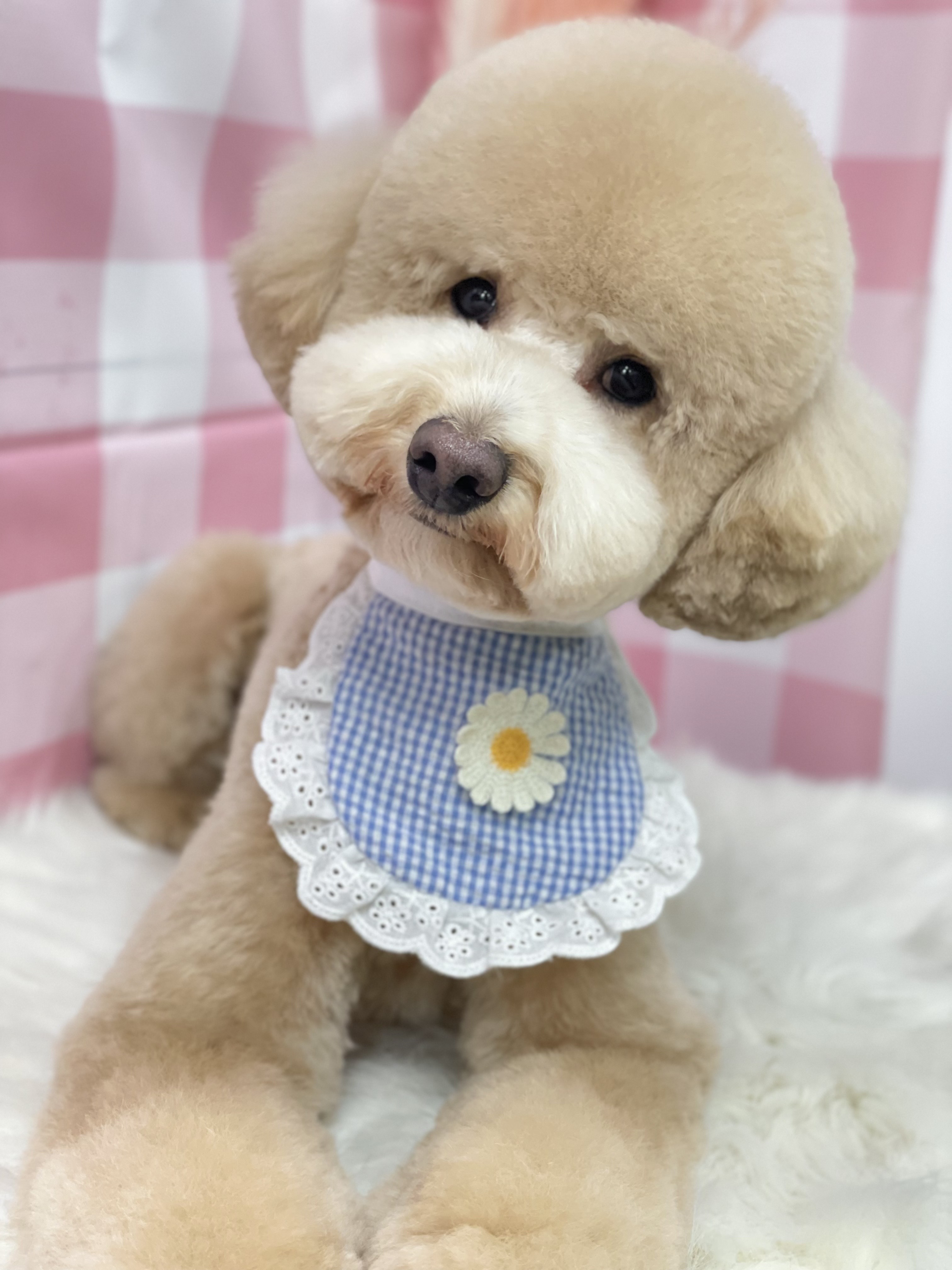 도담이(곤지암 푸삼) 입양 1년차 후기