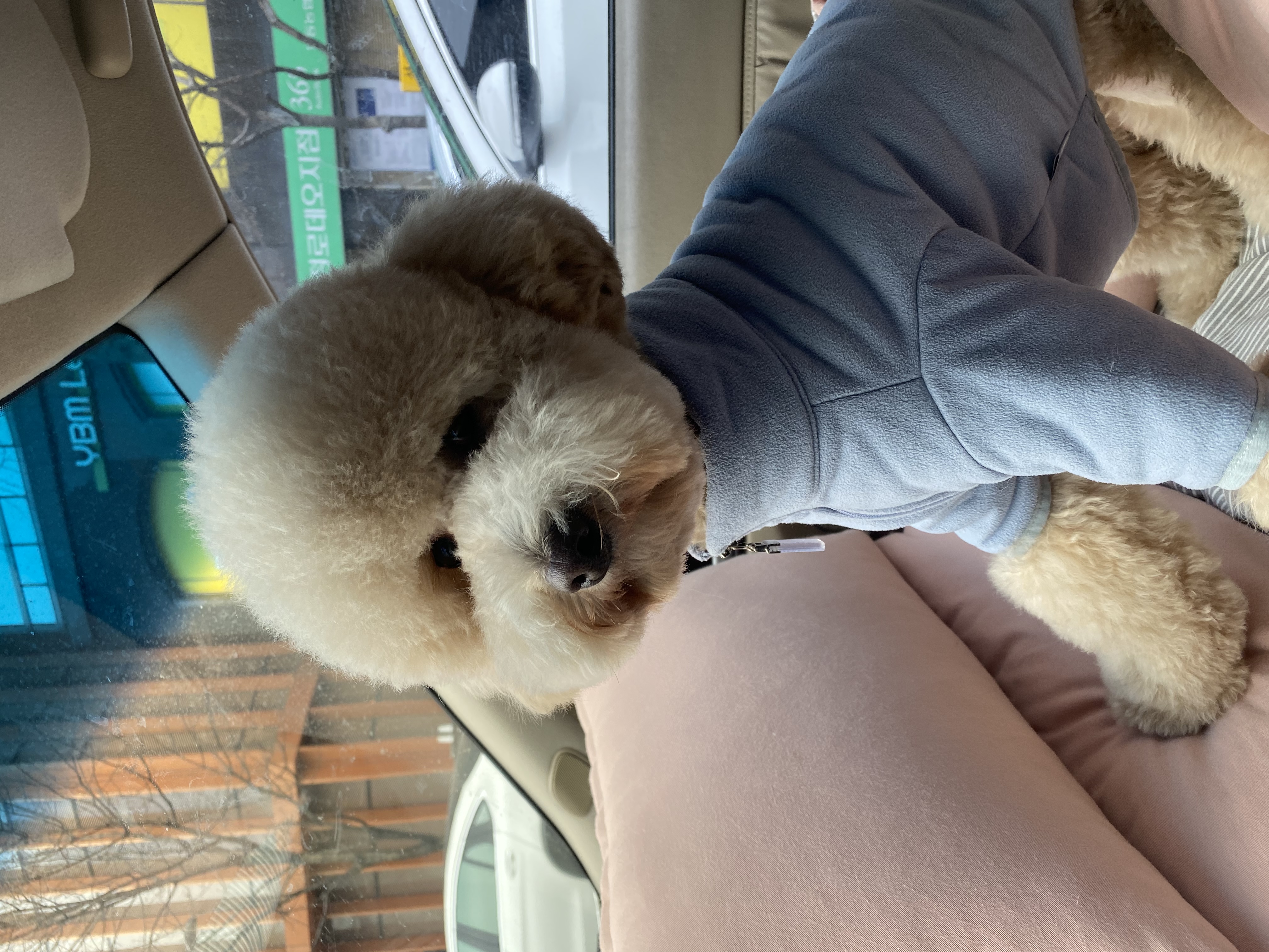 도담이(곤지암 푸삼) 입양 1년차 후기