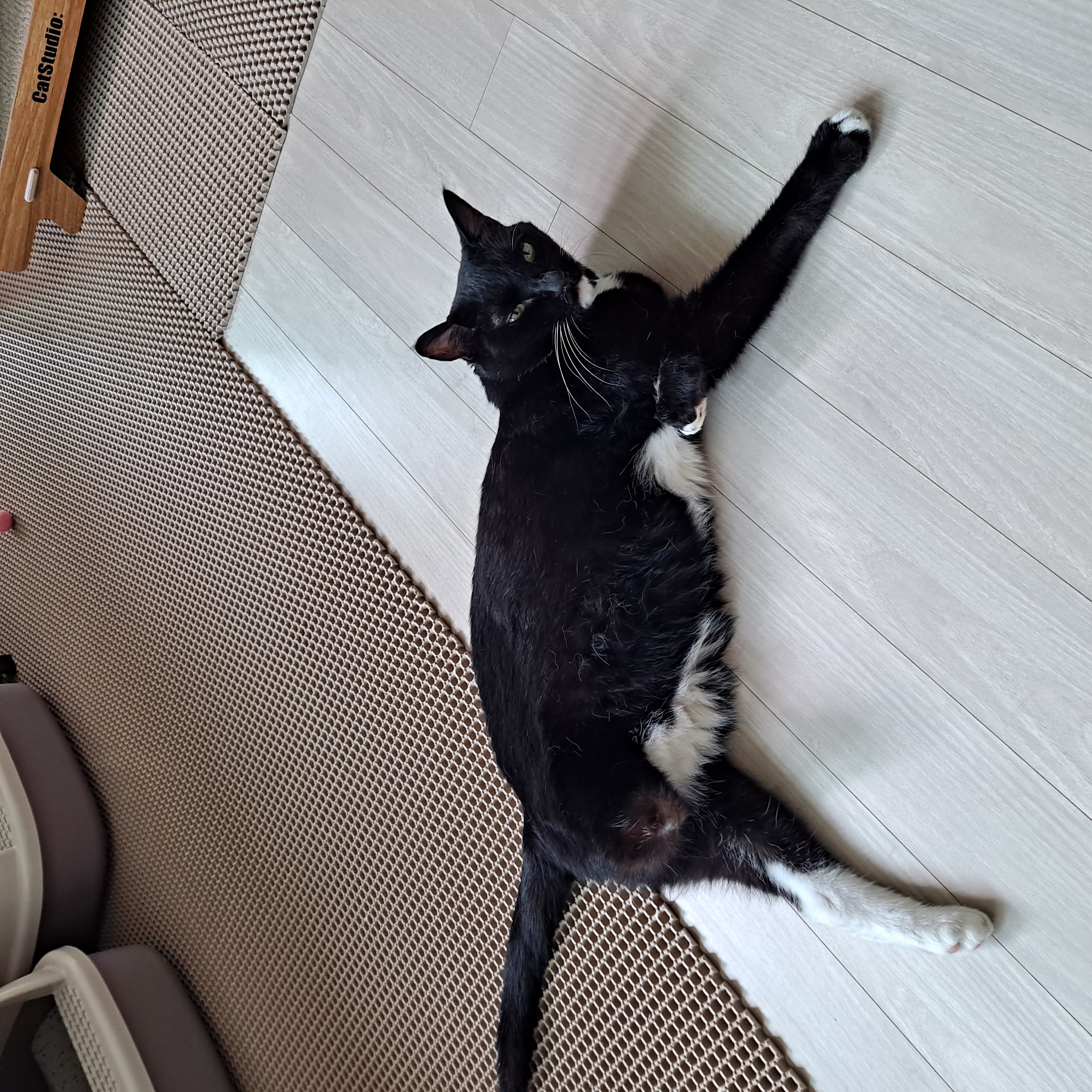 지지(냥이) 입양5년차