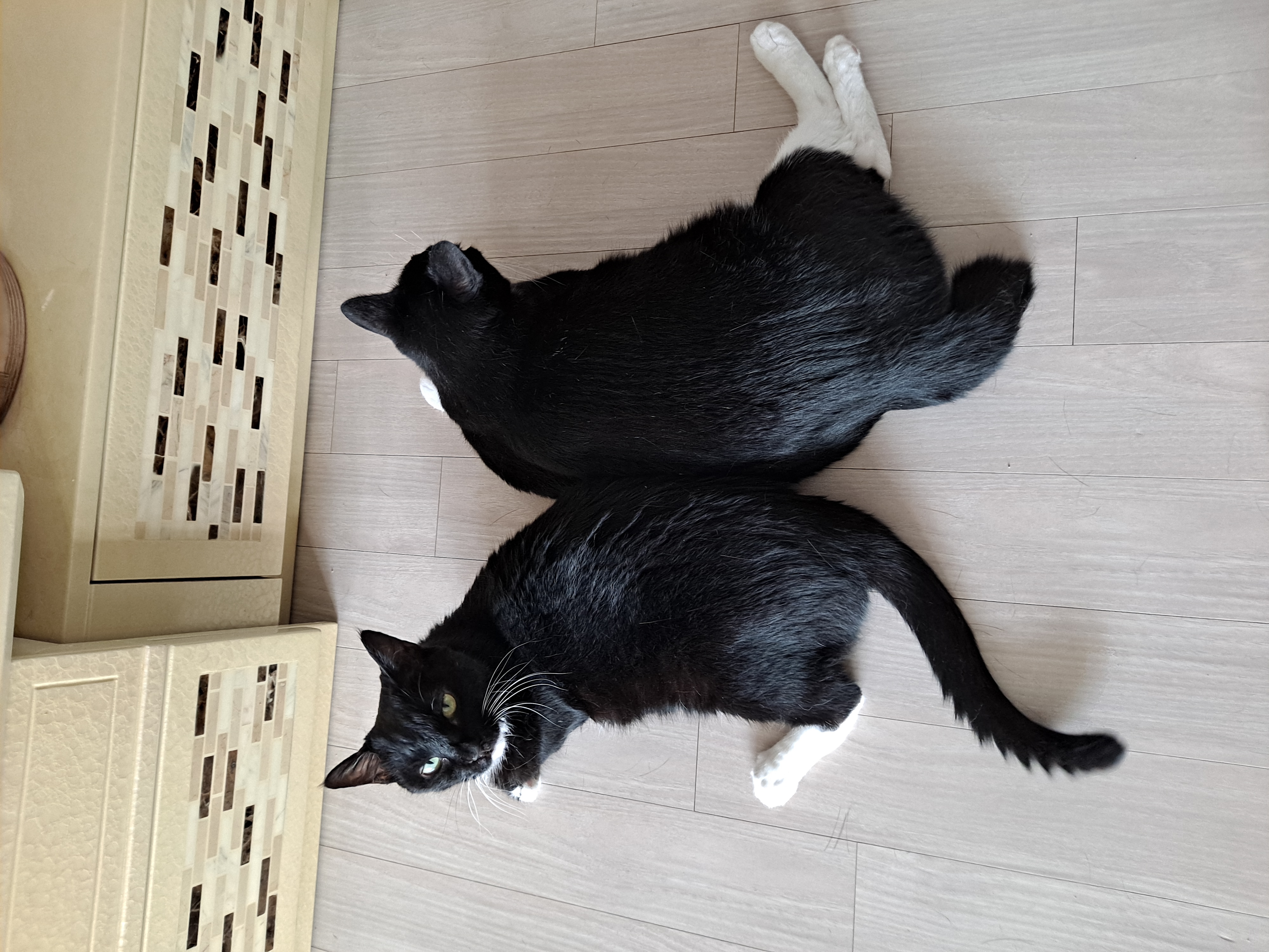 지지(냥이) 입양5년차
