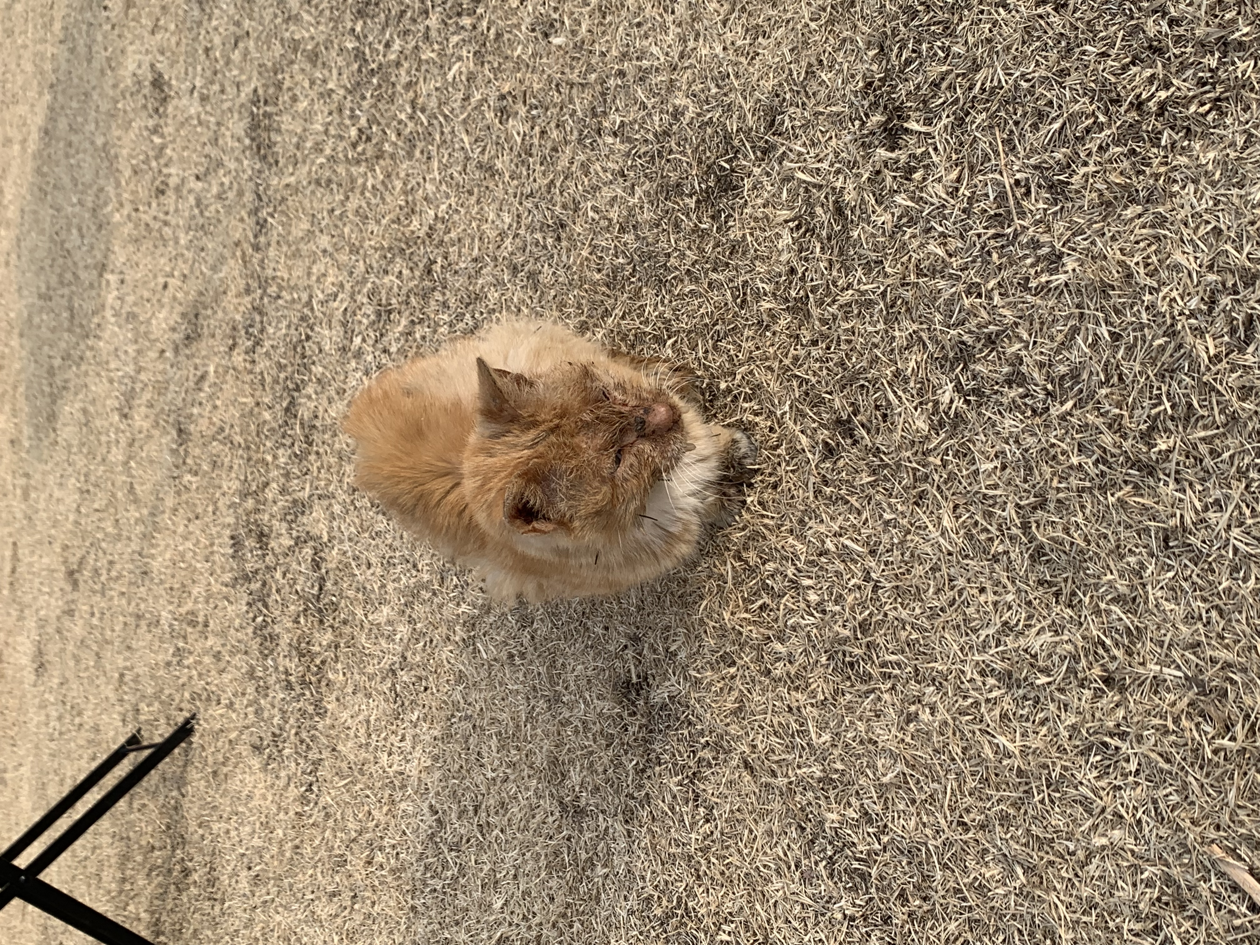 카페여주에 있는 너무 아픈 고양이 제발 도와주세요