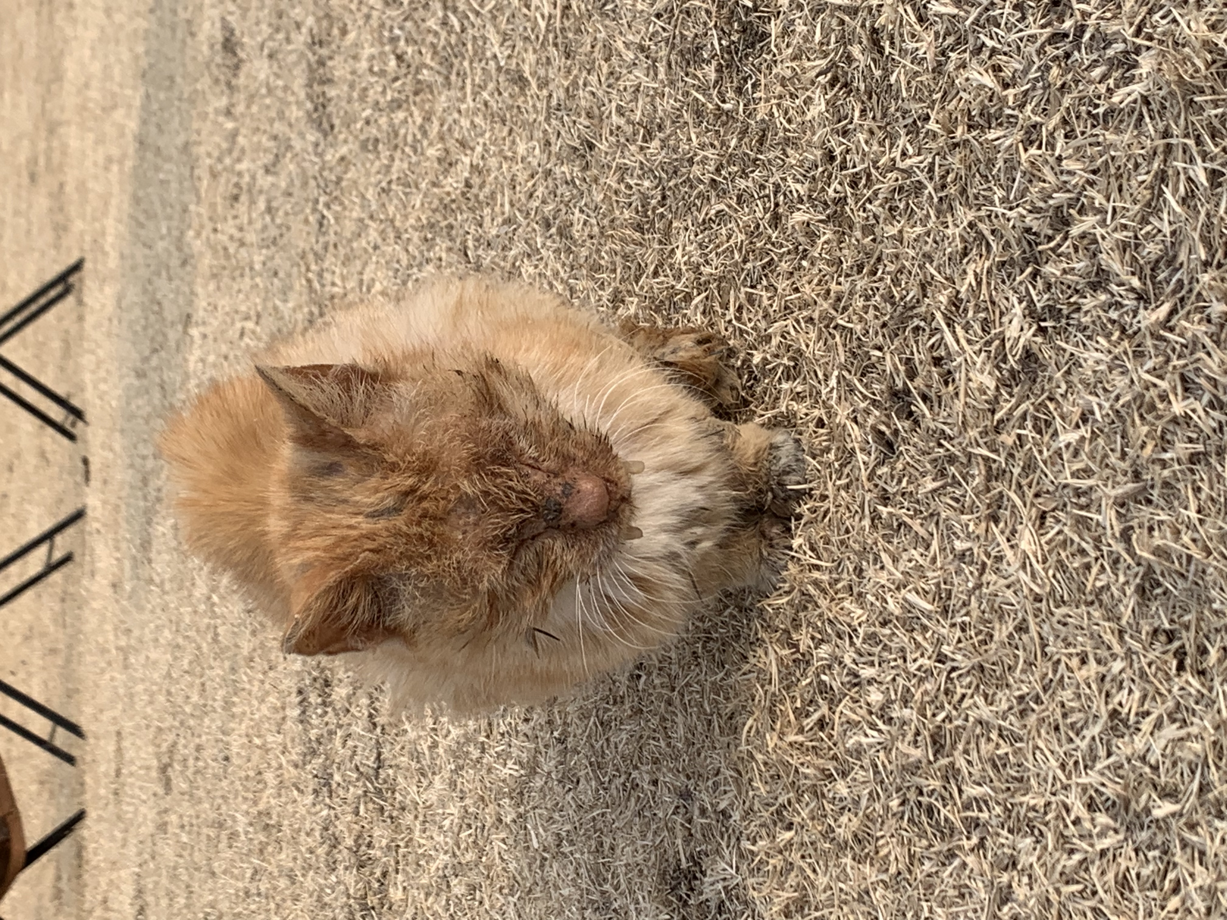 카페여주에 있는 너무 아픈 고양이 제발 도와주세요