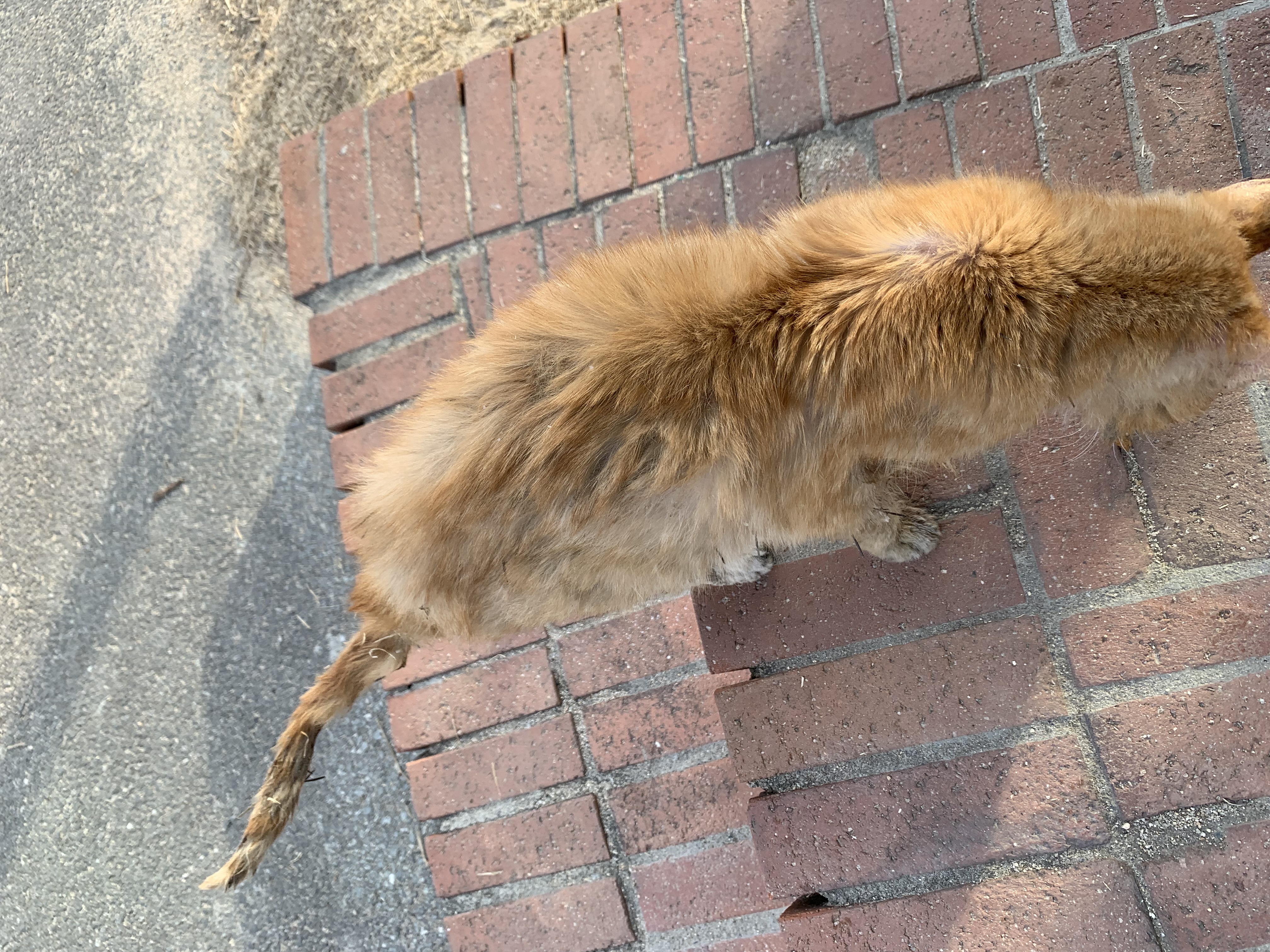 카페여주에 있는 너무 아픈 고양이 제발 도와주세요
