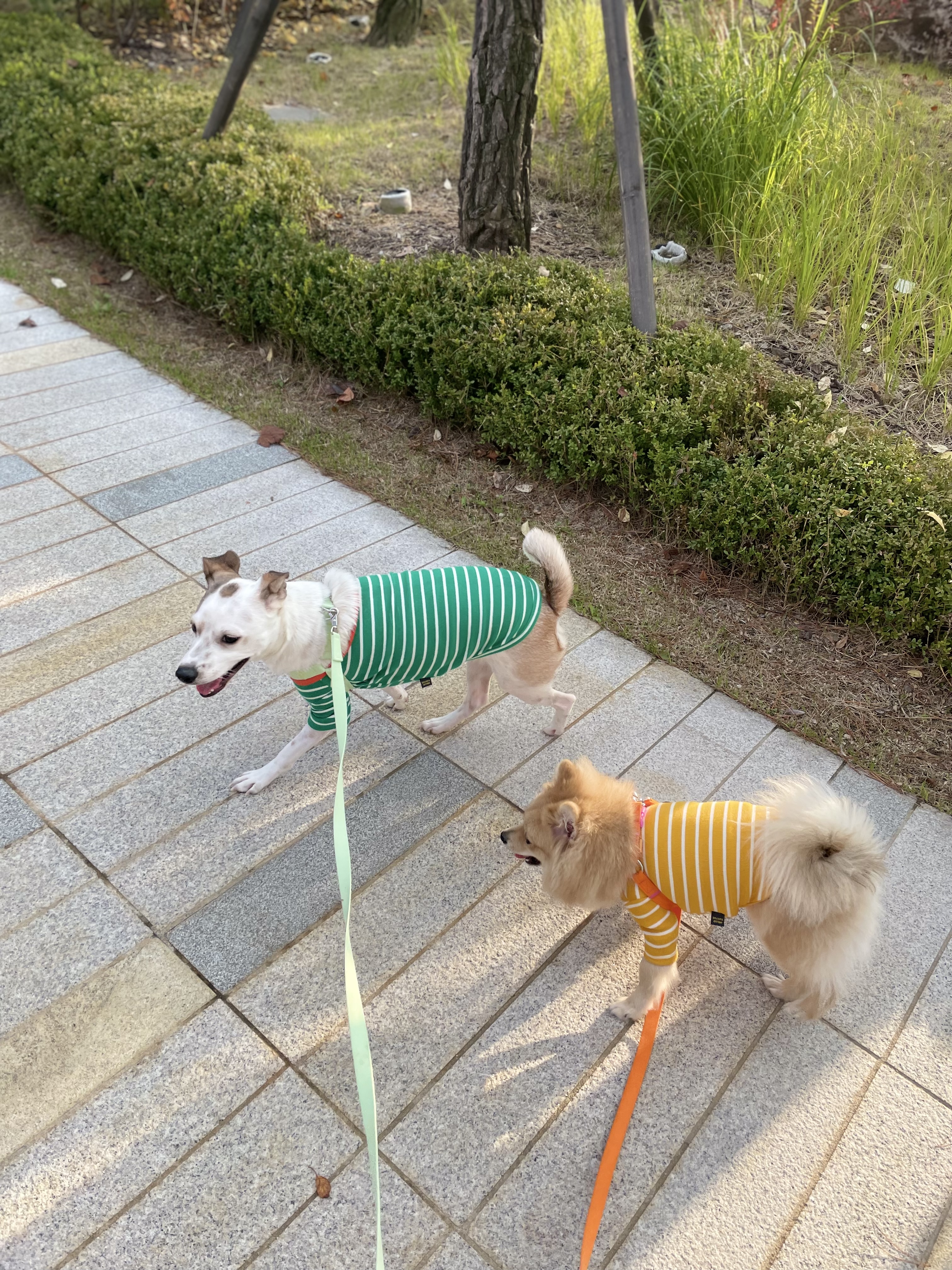 근이(곤지암그삼이)1년 후