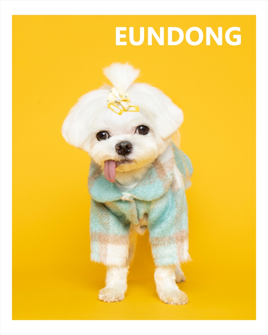은동 라떼 입양 후기