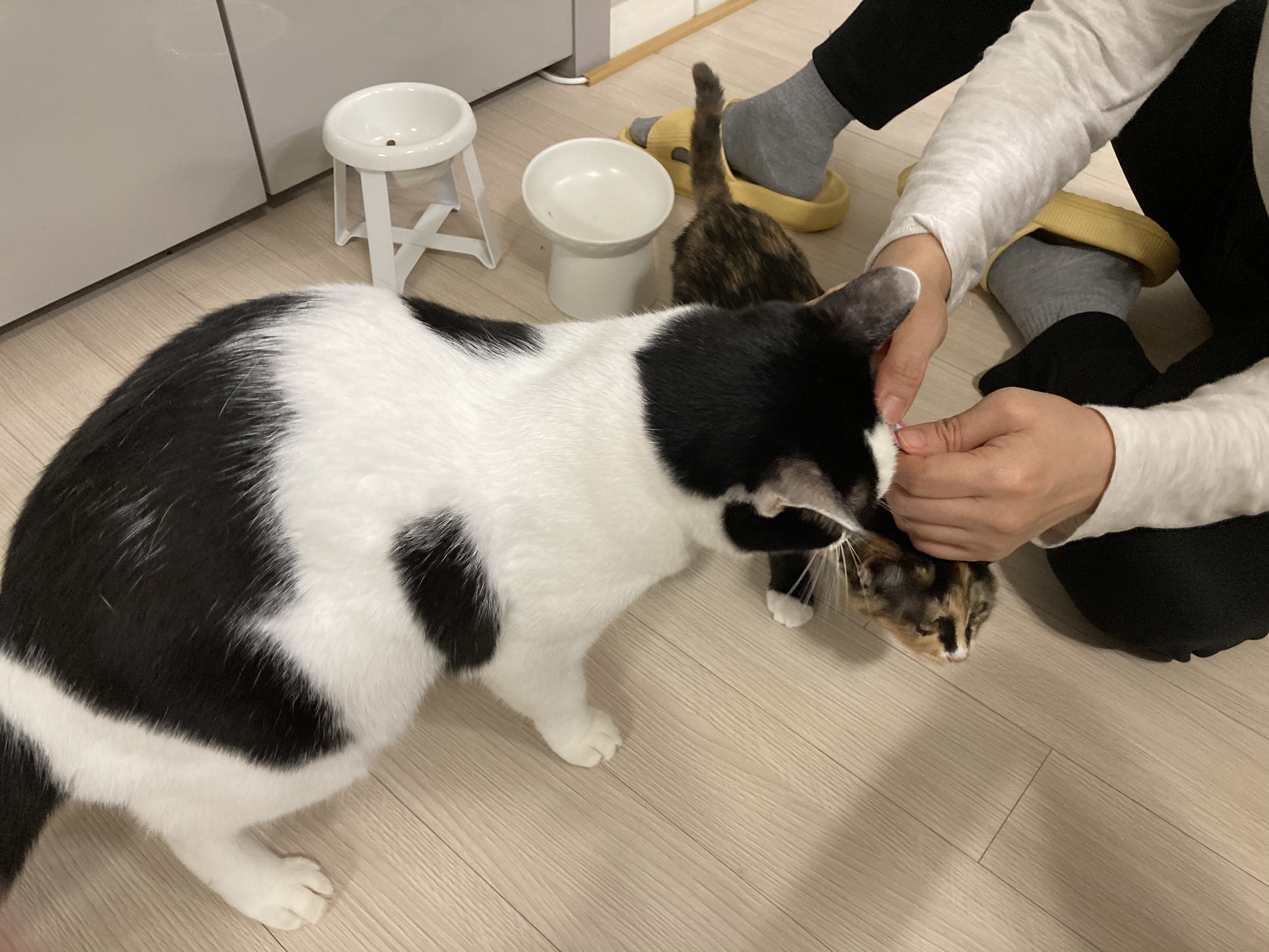 코코로 입양 후기 