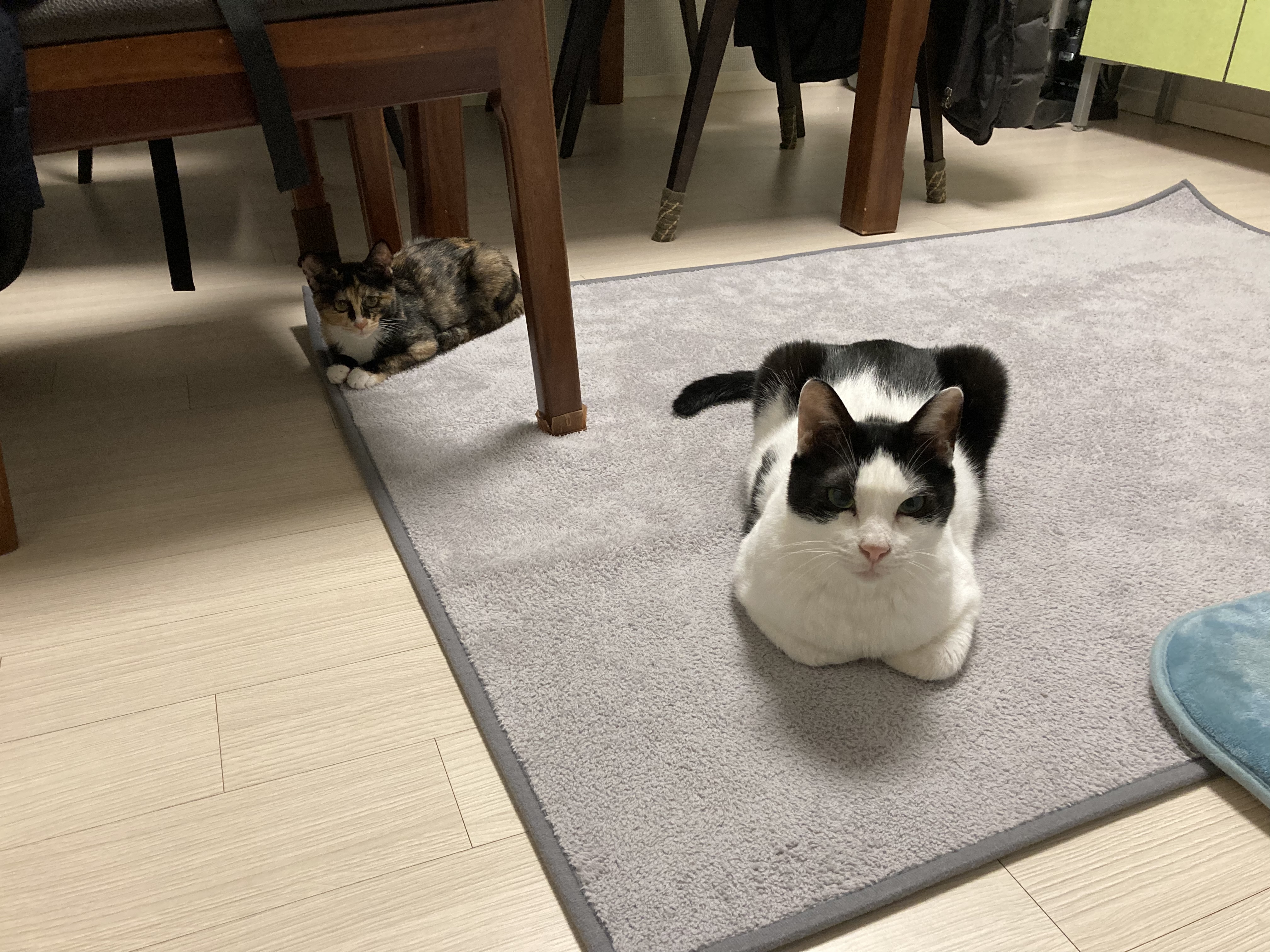 코코로 입양 후기 