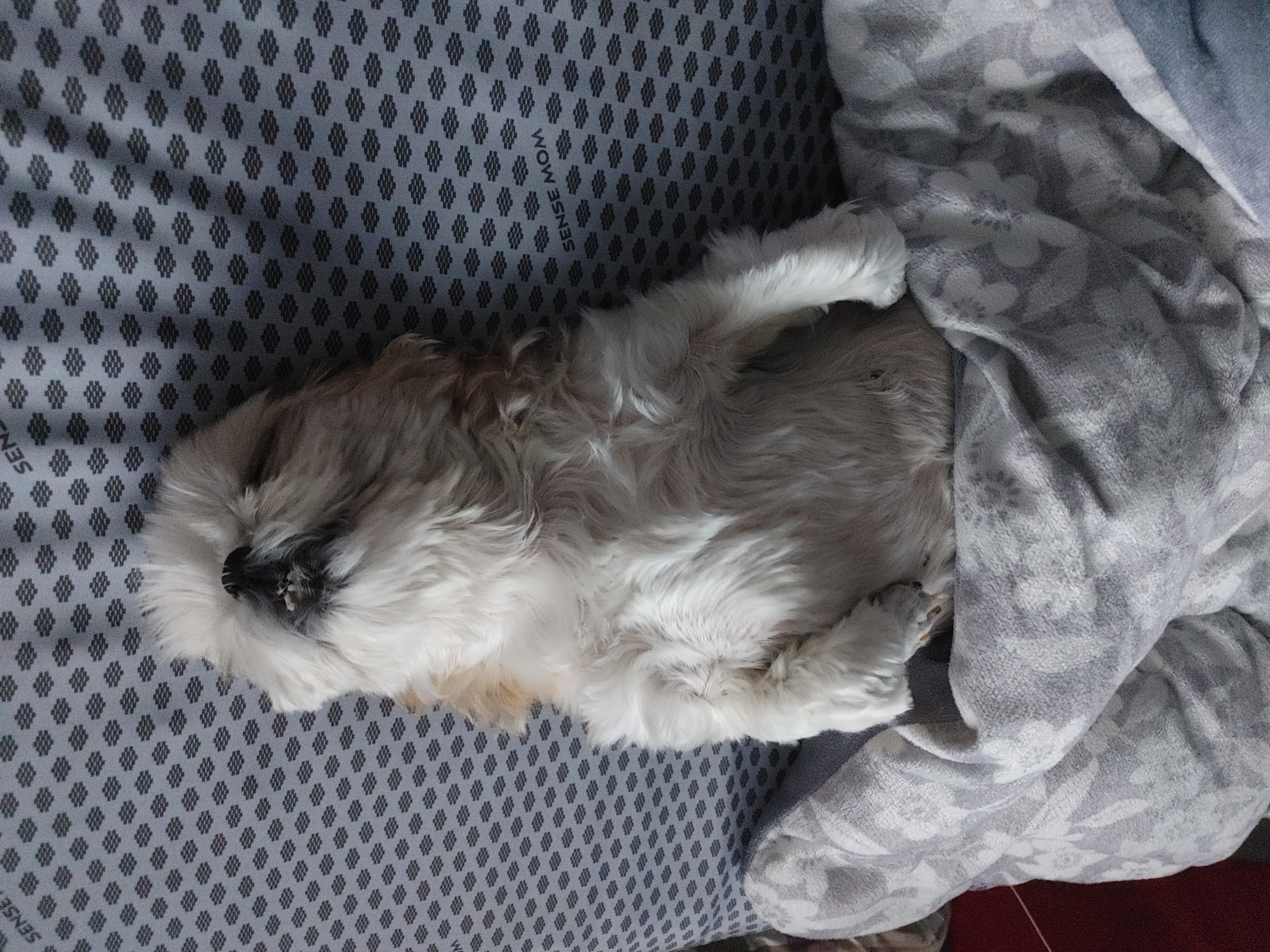 승이(탱숙이)