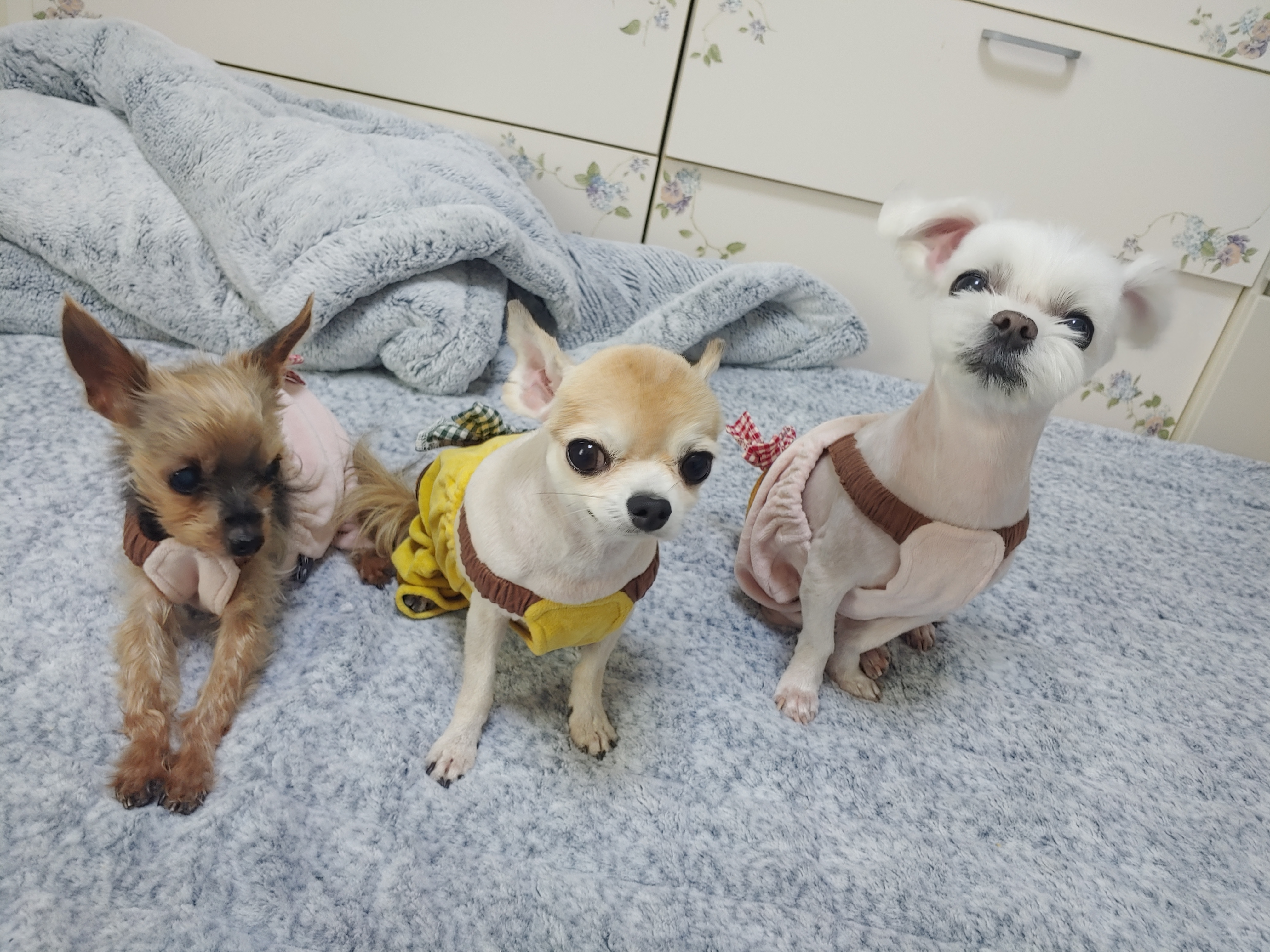 평택치와와초롱이(쎄요)