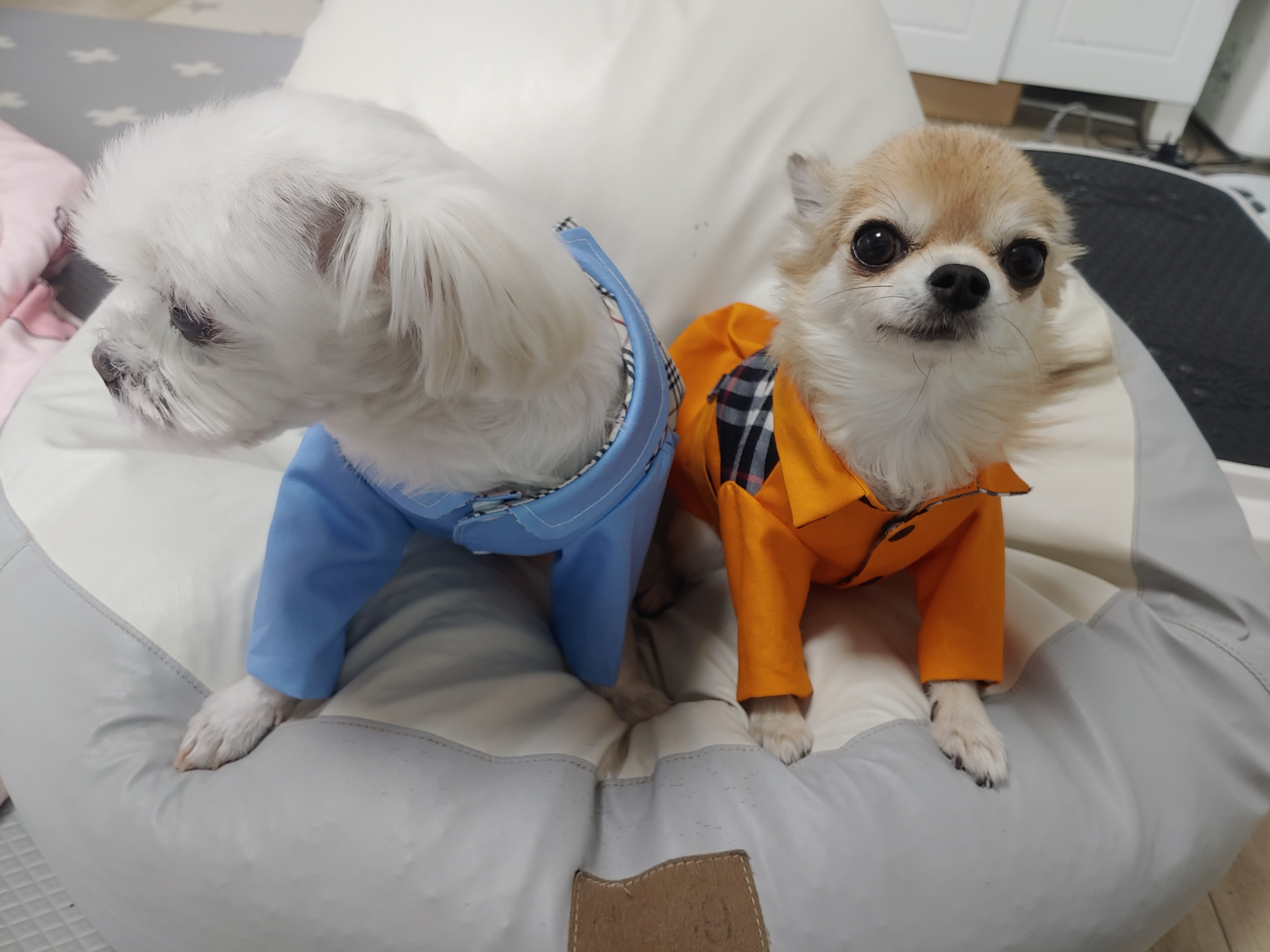 평택치와와초롱이(쎄요)