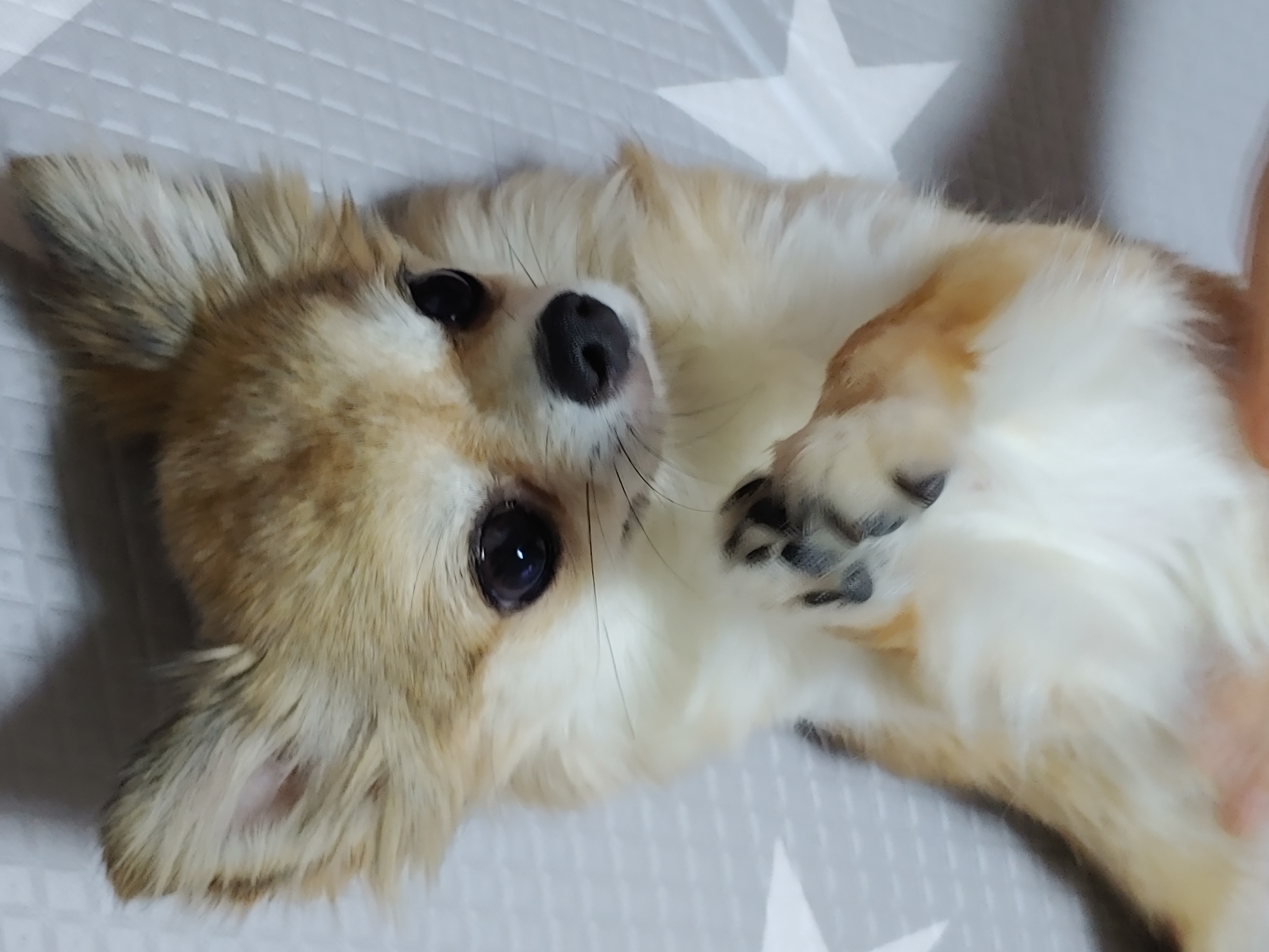 평택치와와초롱이(쎄요)