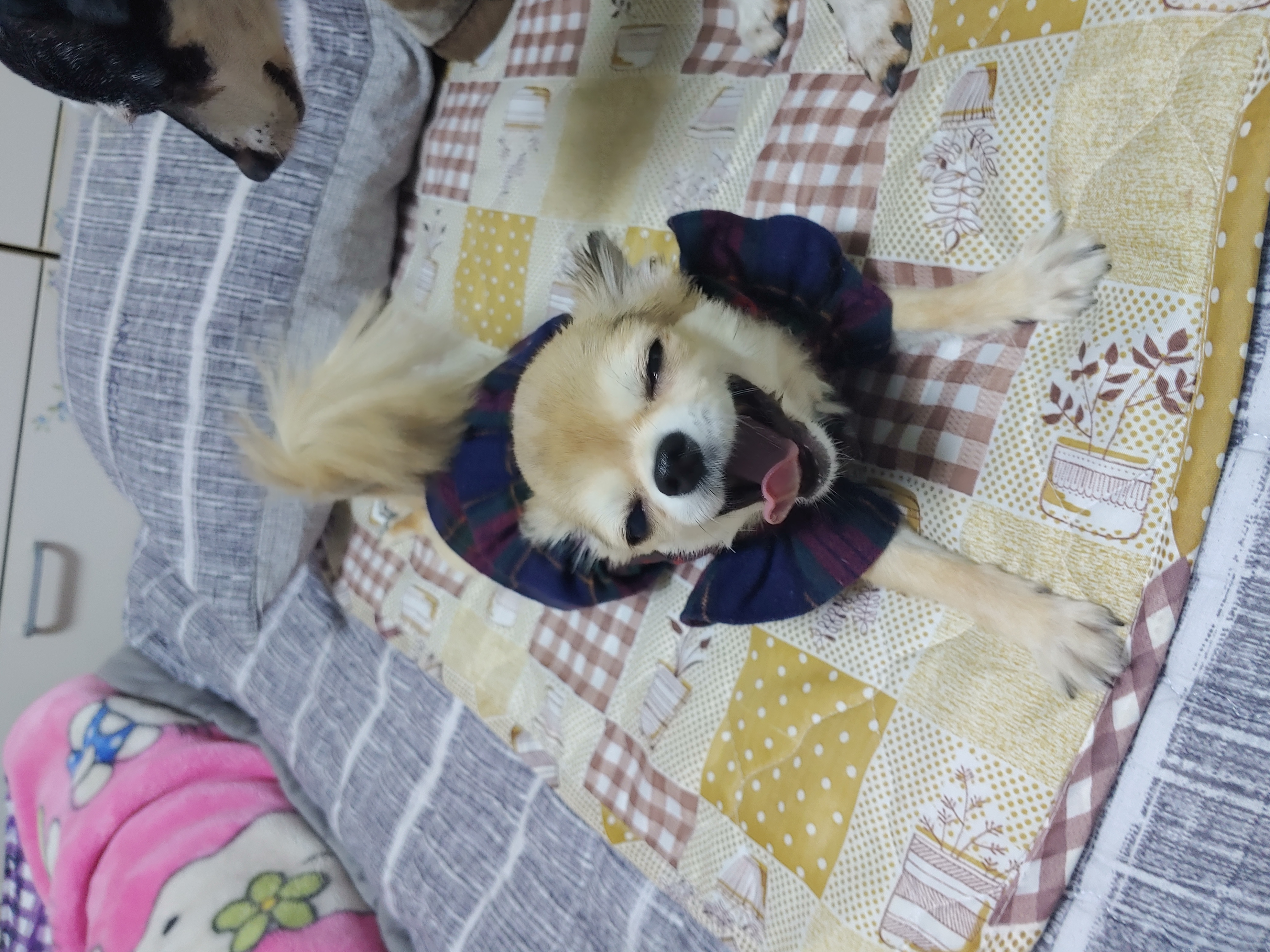 평택치와와초롱이(쎄요)