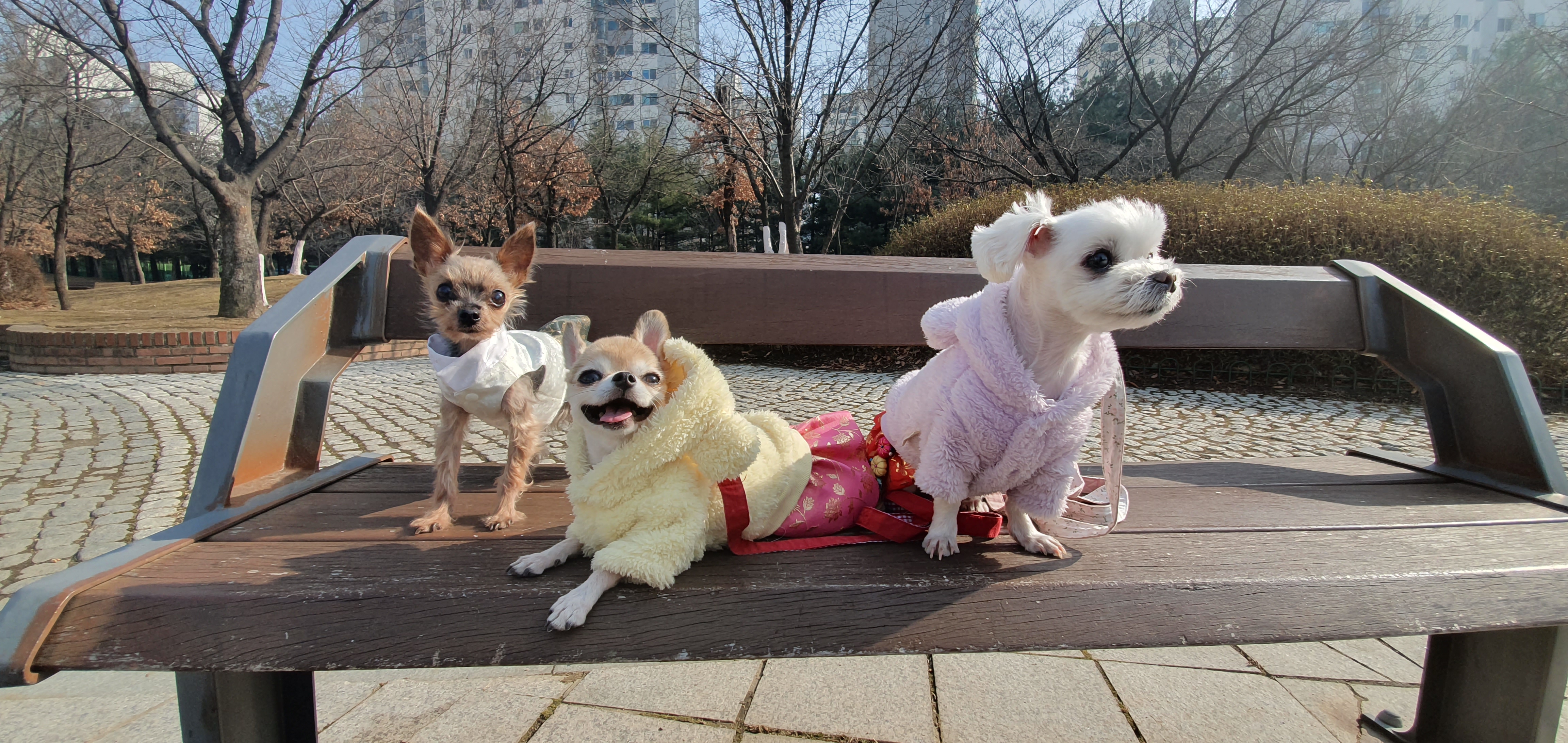 평택치와와초롱이(쎄요)
