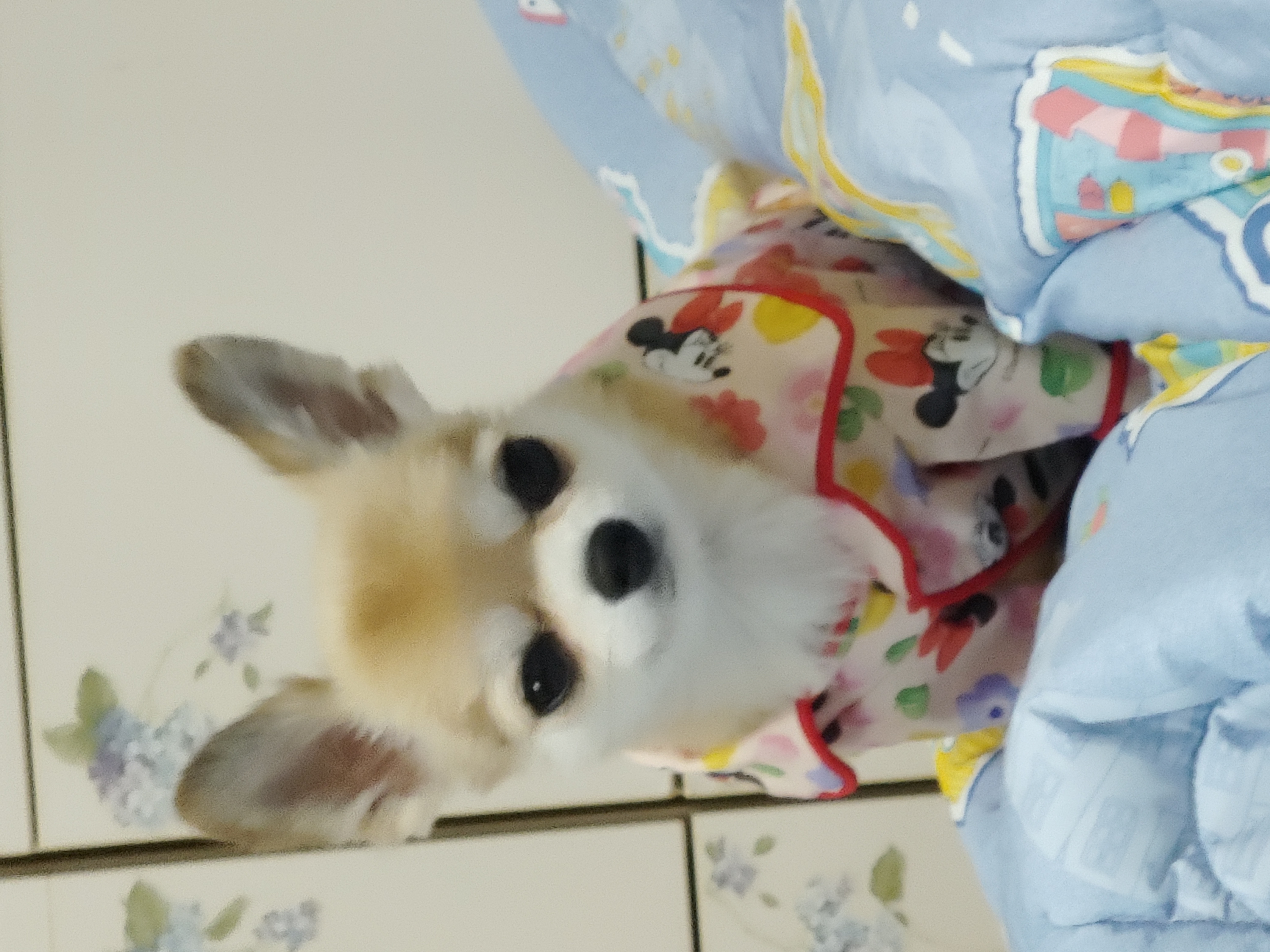 평택치와와초롱이(쎄요)