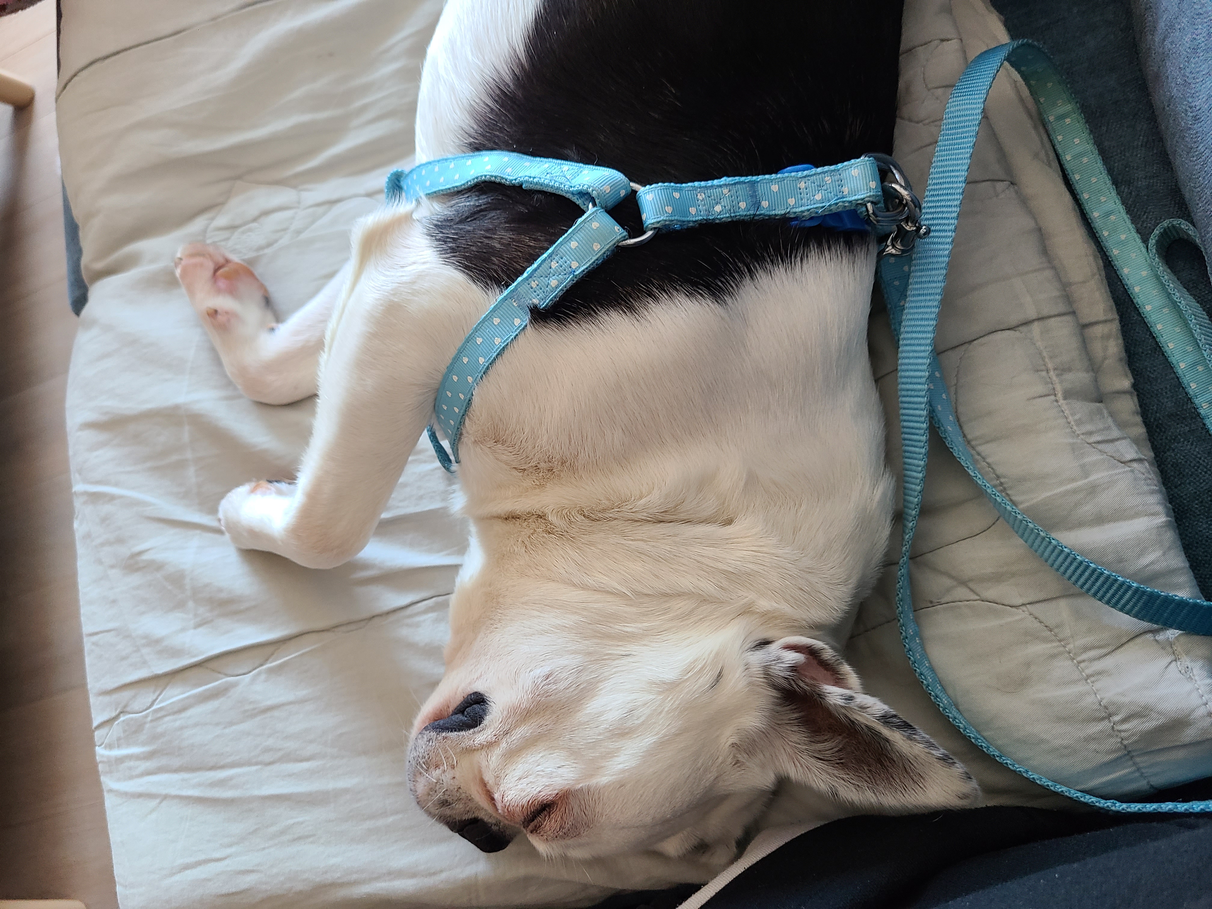 애둥이 산책, 대 실패^^
