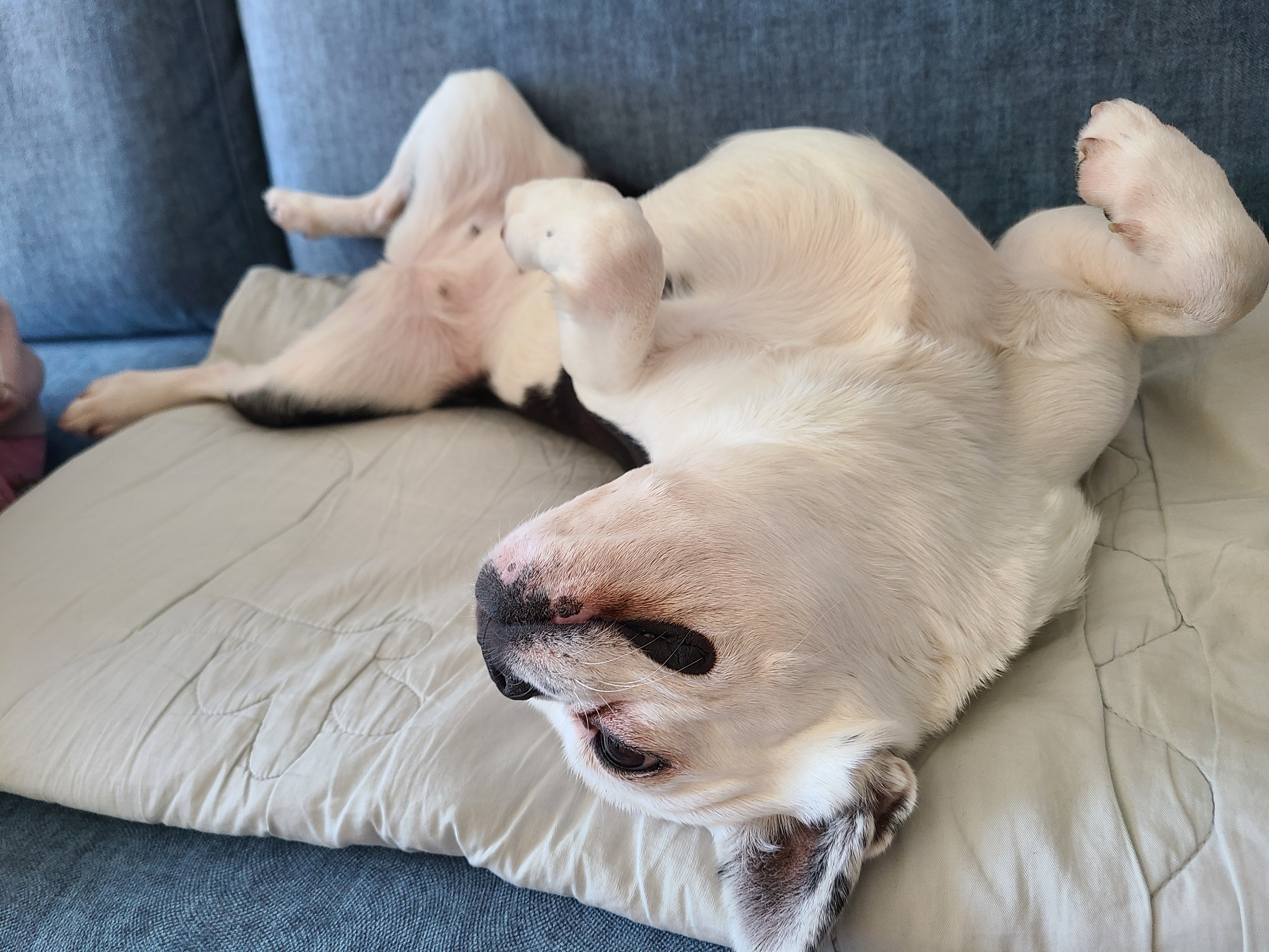 애둥이 산책, 대 실패^^