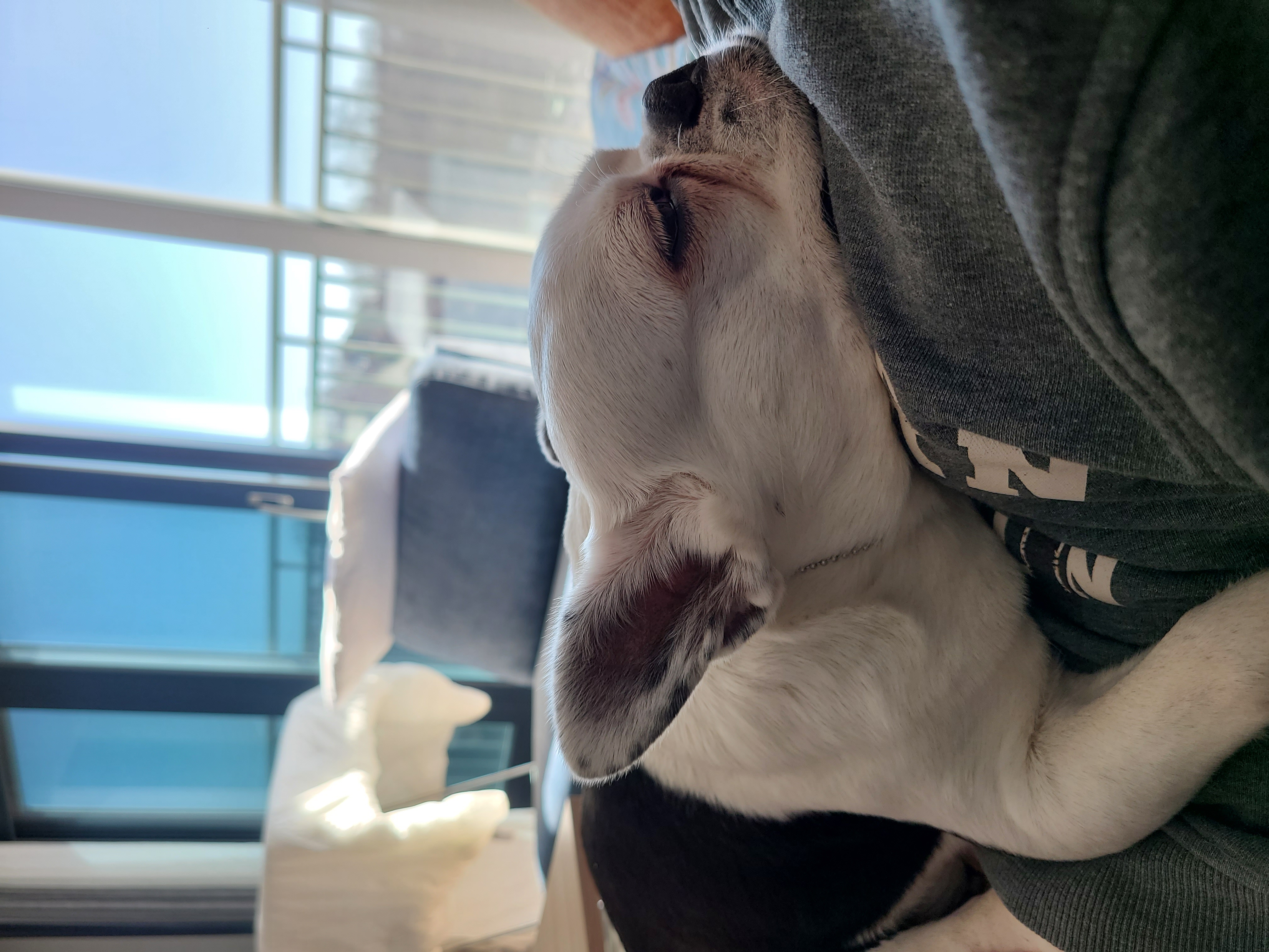 애둥이 산책, 대 실패^^