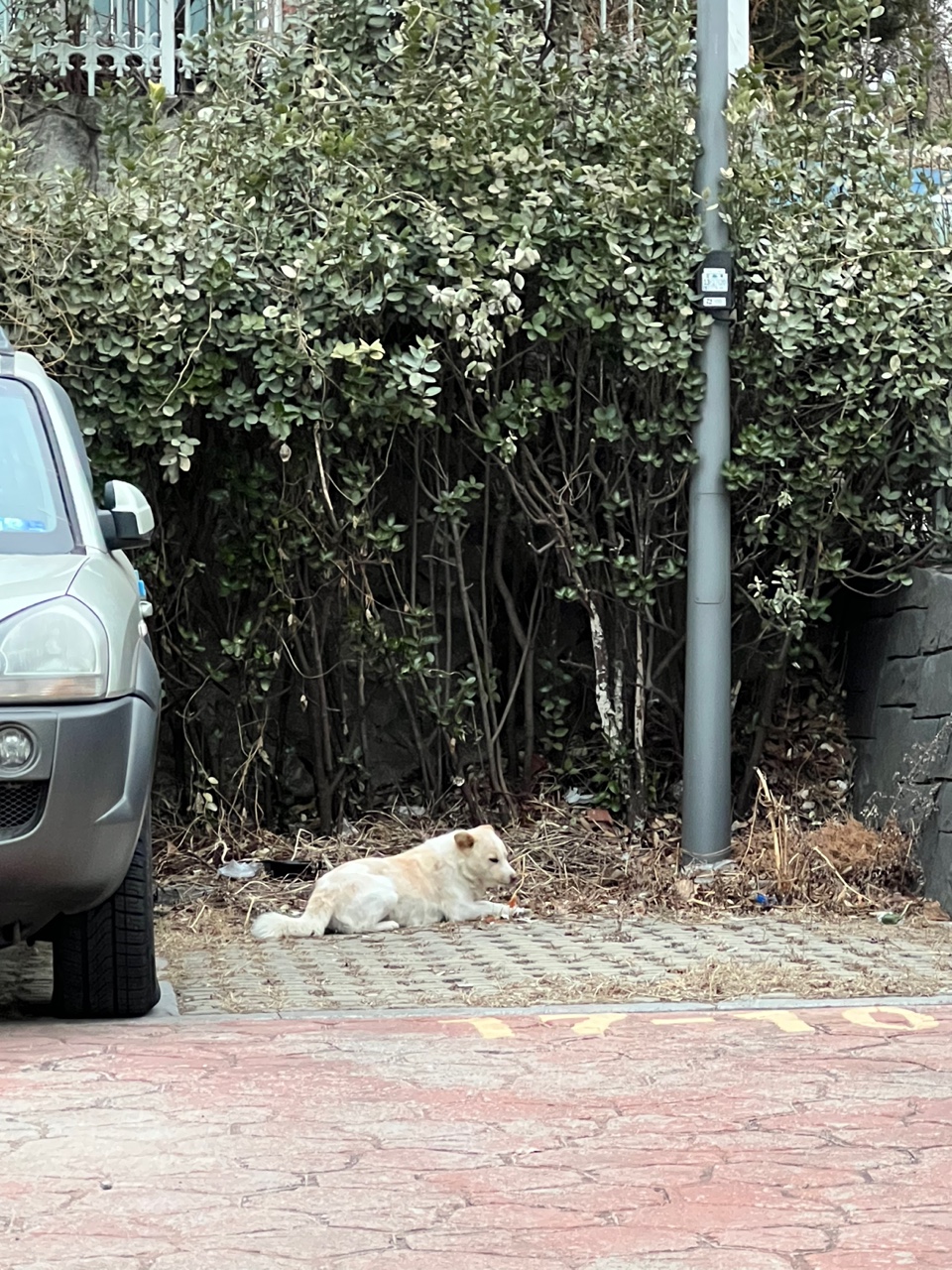 공영주차장에 떠도는 강아지를 구해주세요