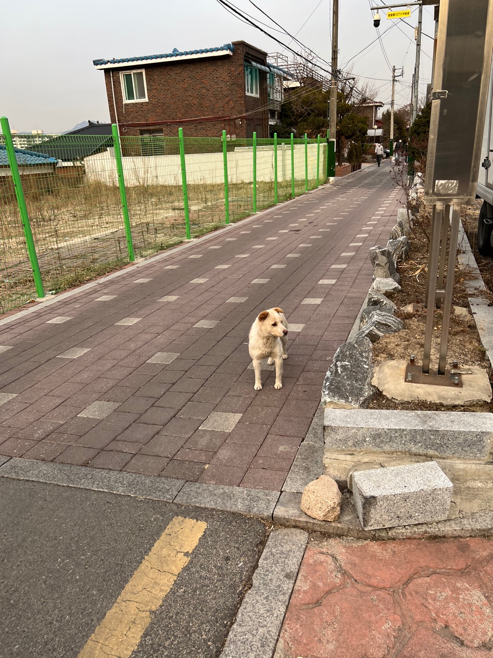 공영주차장에 떠도는 강아지를 구해주세요