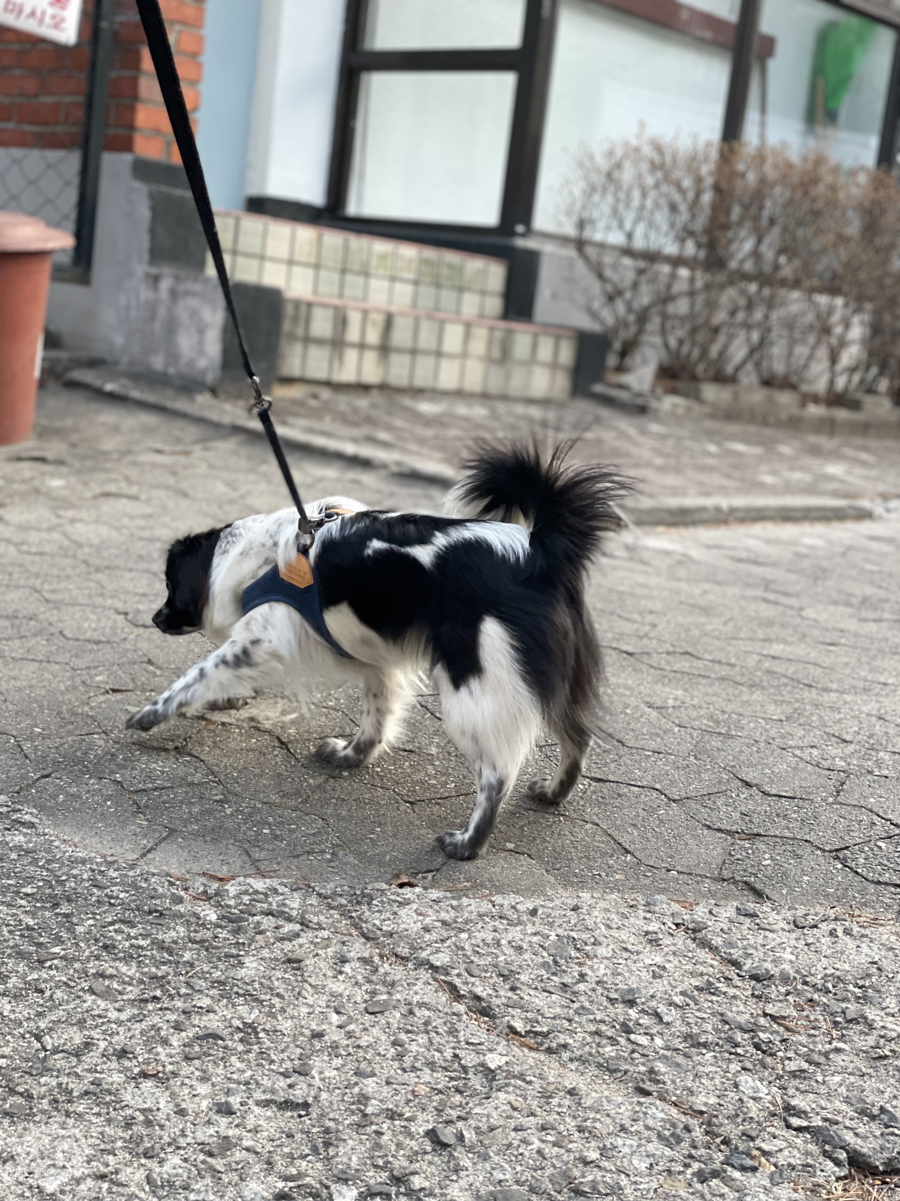 오이(오야) 입양 한 달차!