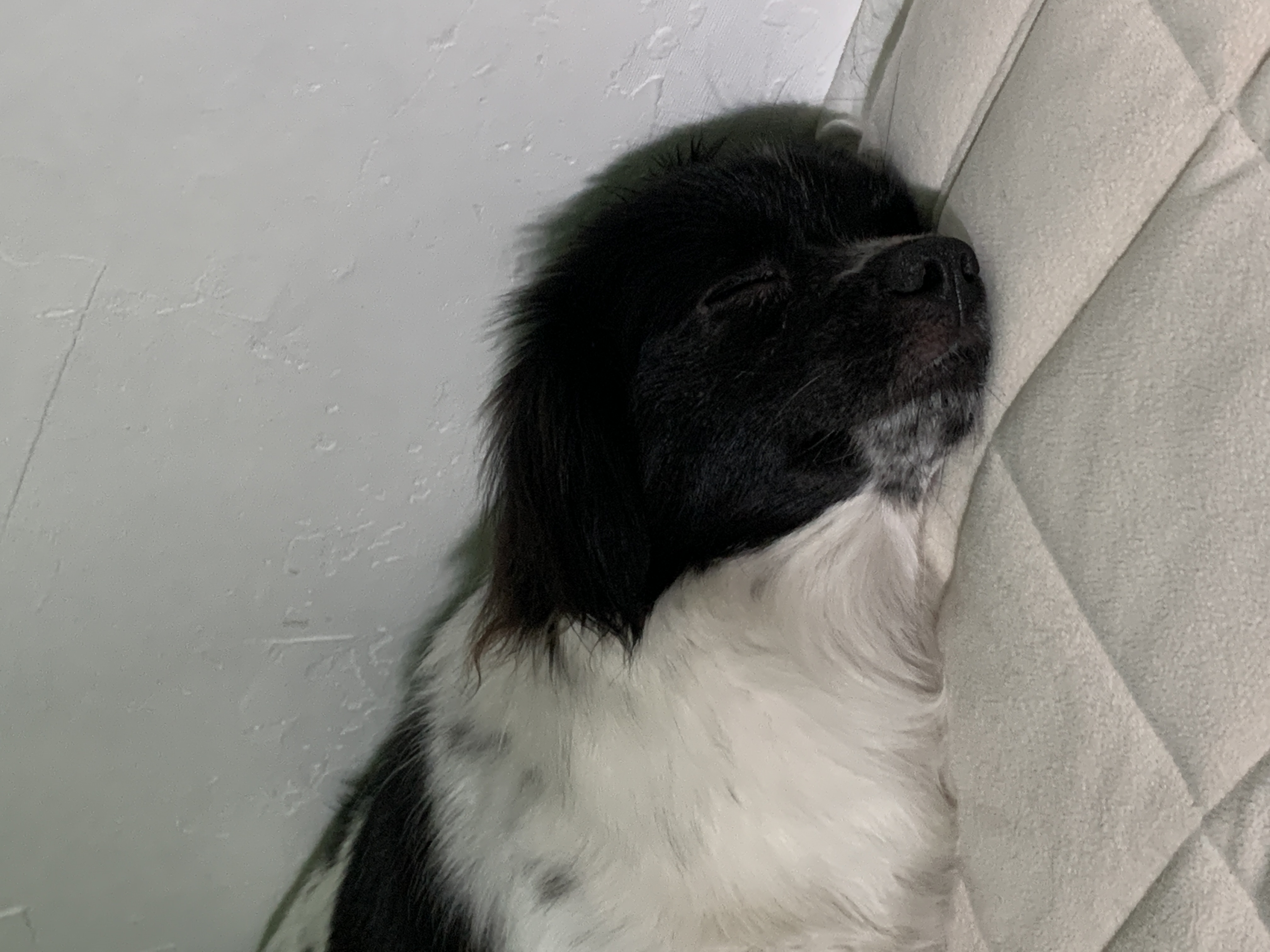 오이(오야) 입양 한 달차!