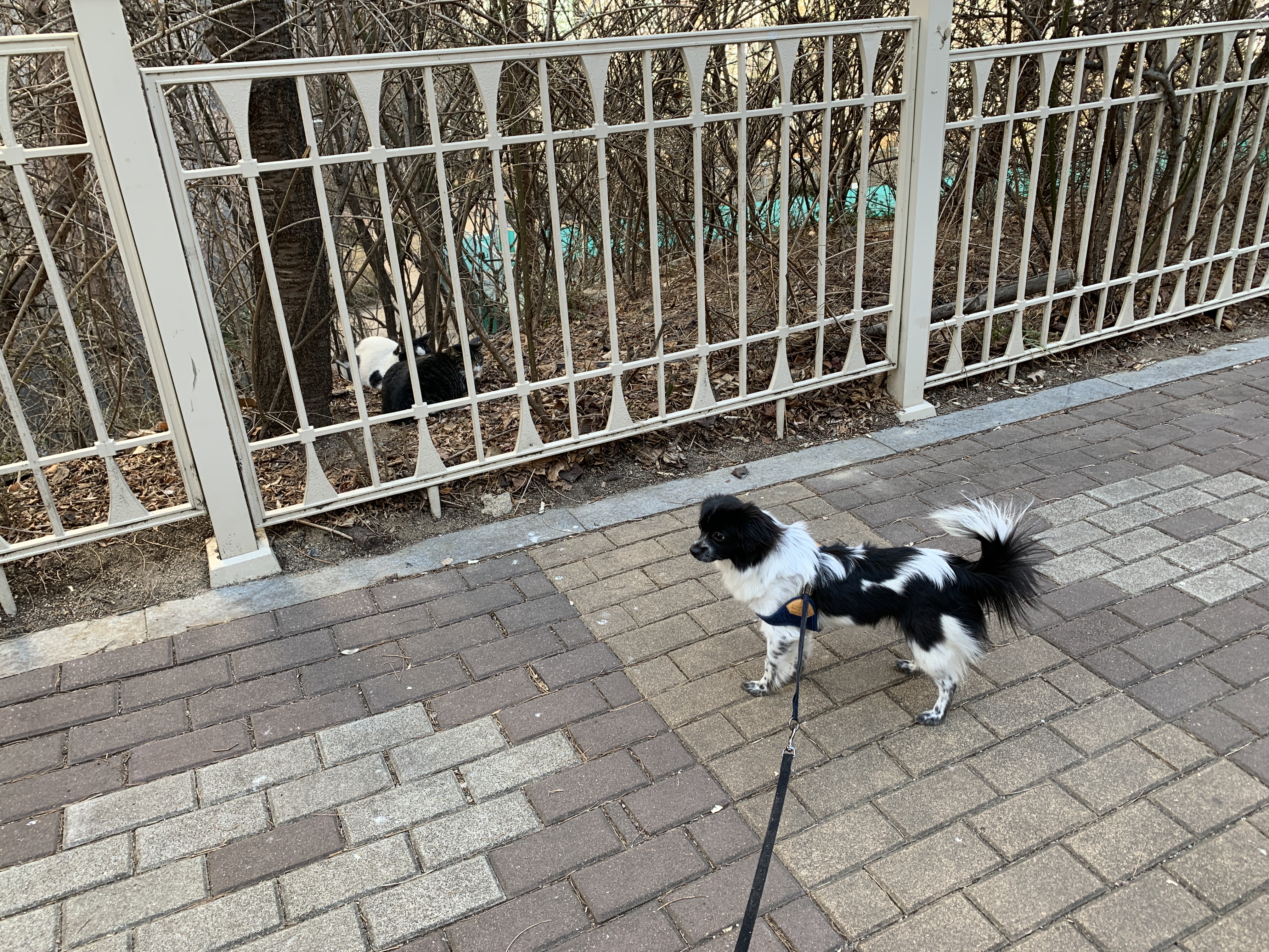 오이(오야) 입양 한 달차!