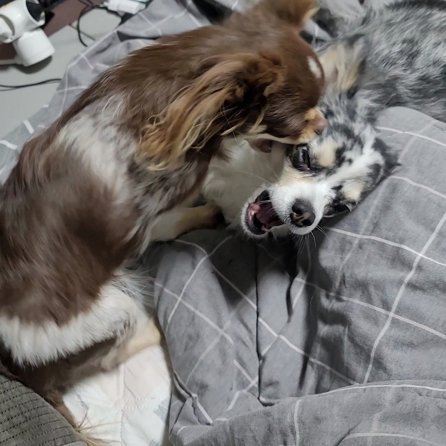 쁘띠 이야기(평택번식장 태태막둥이)