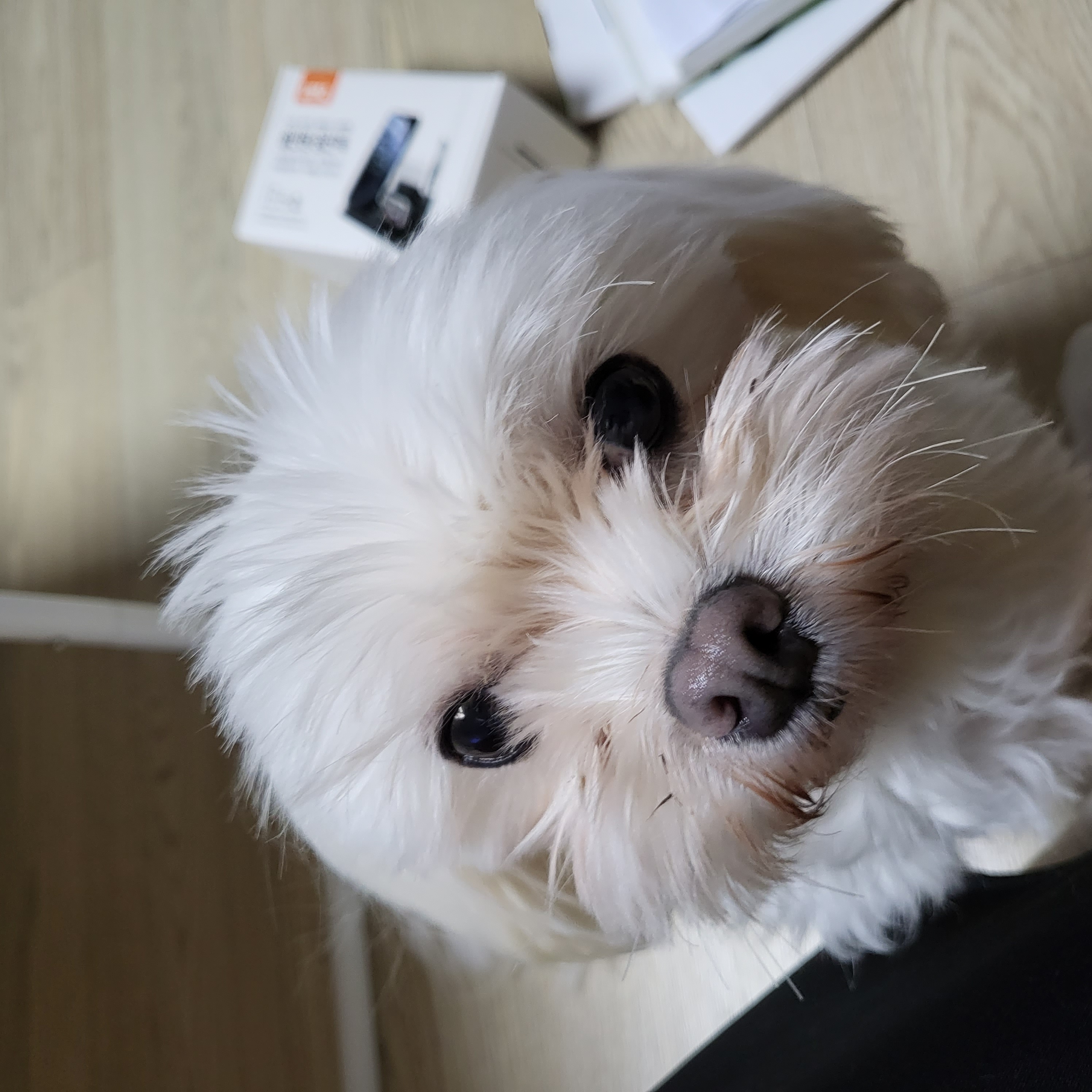 팝콘이의 근황
