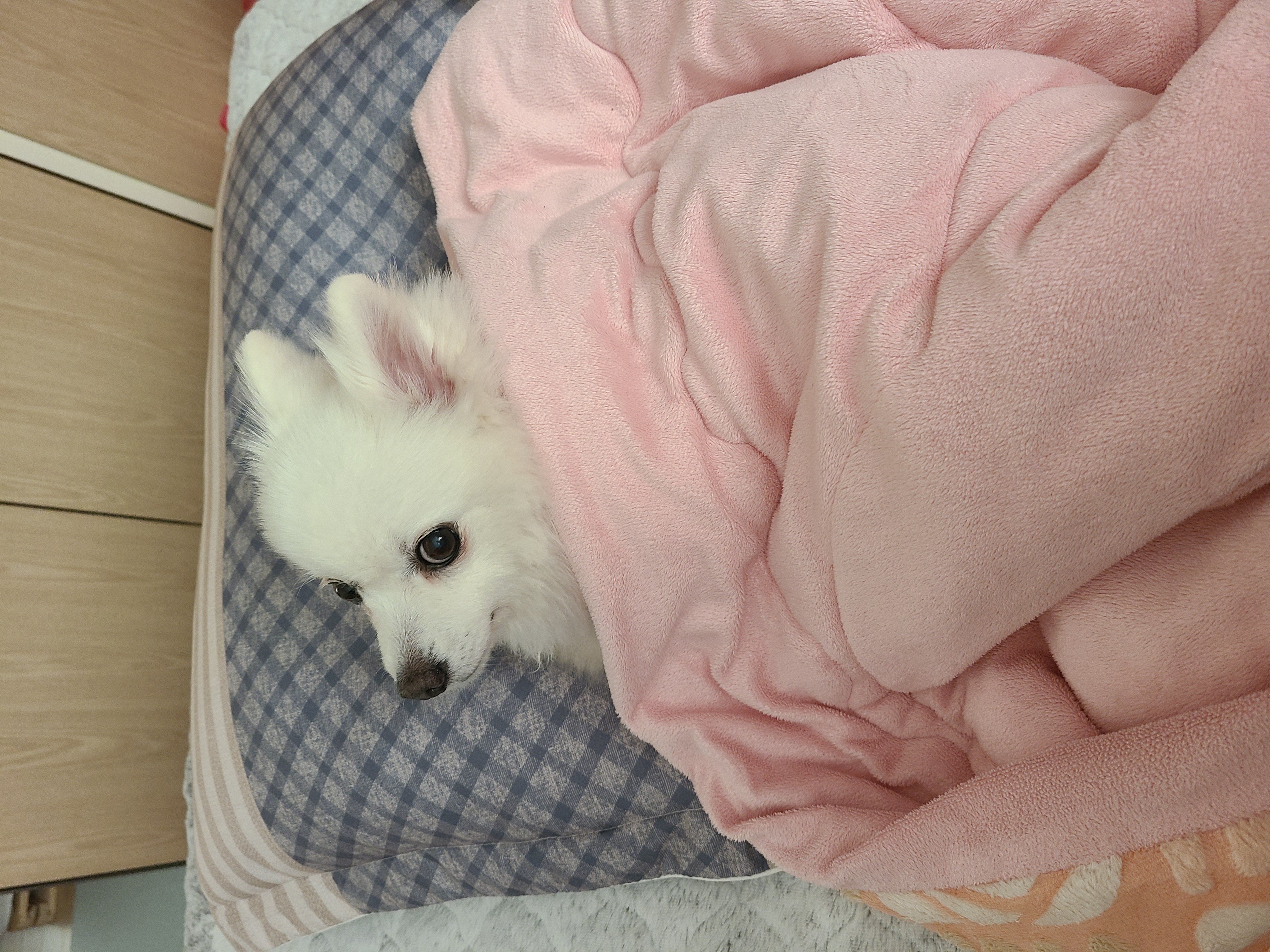 단비 3개월차 이야기 (곤지암 포동이)