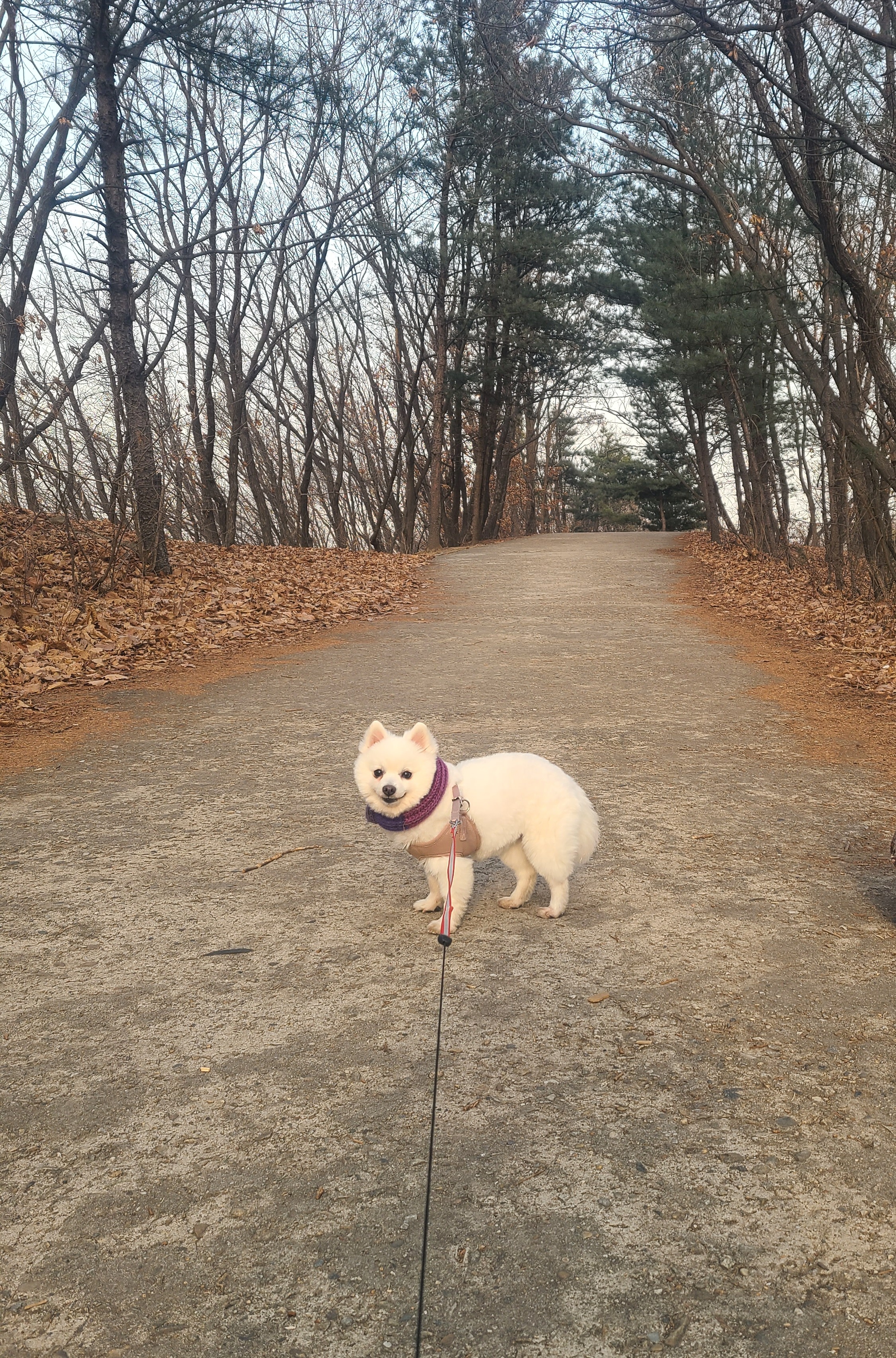 단비 3개월차 이야기 (곤지암 포동이)